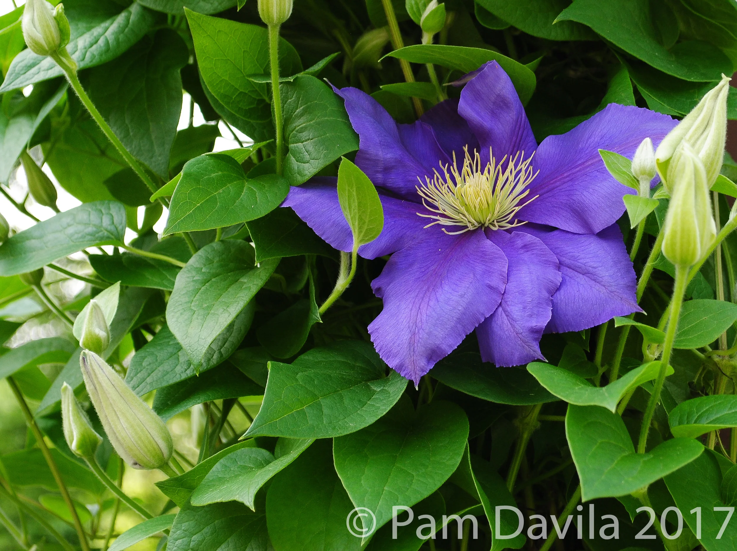 Purple clematis