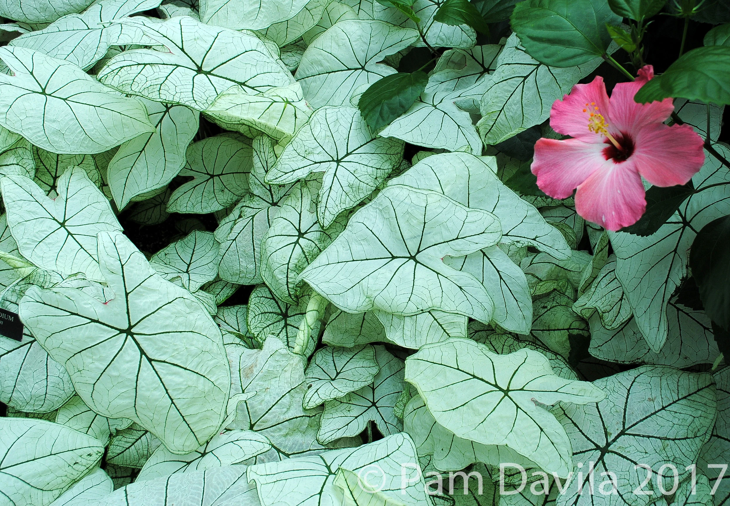 Green elephant ears