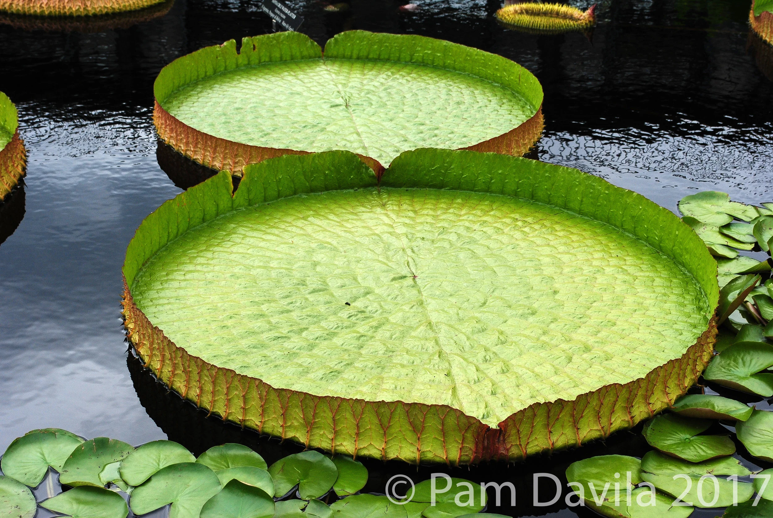 Giant lily pads