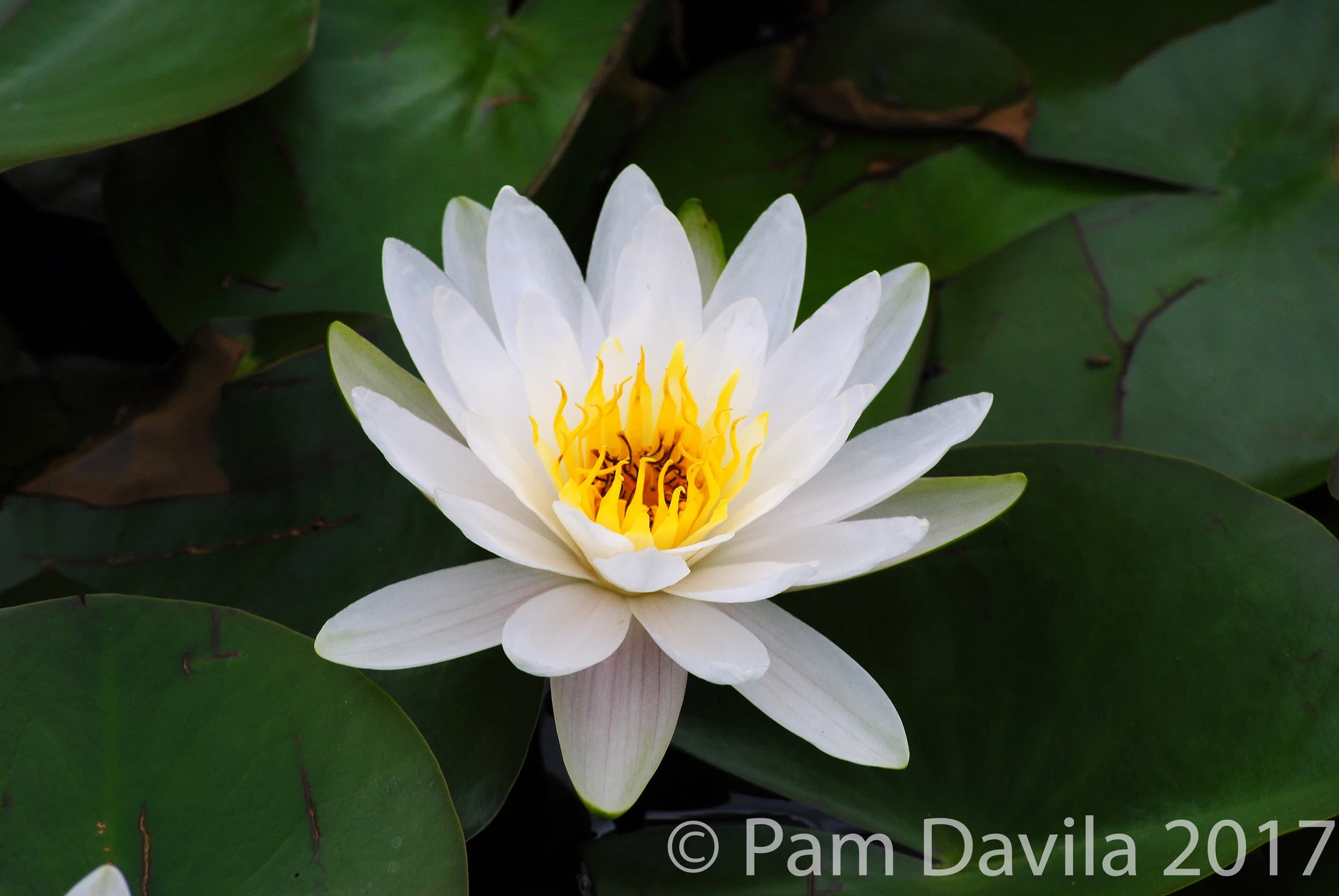 White water lily 1