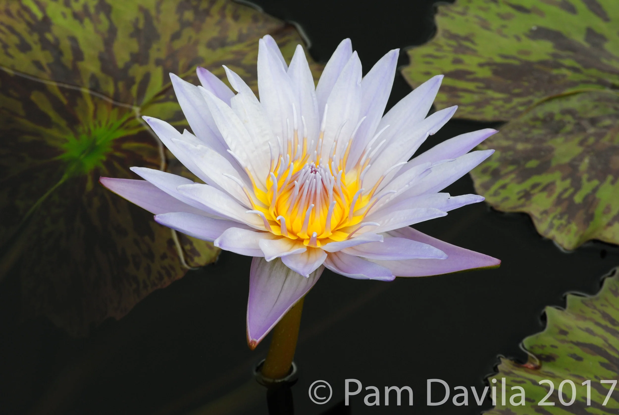 White water lily 2
