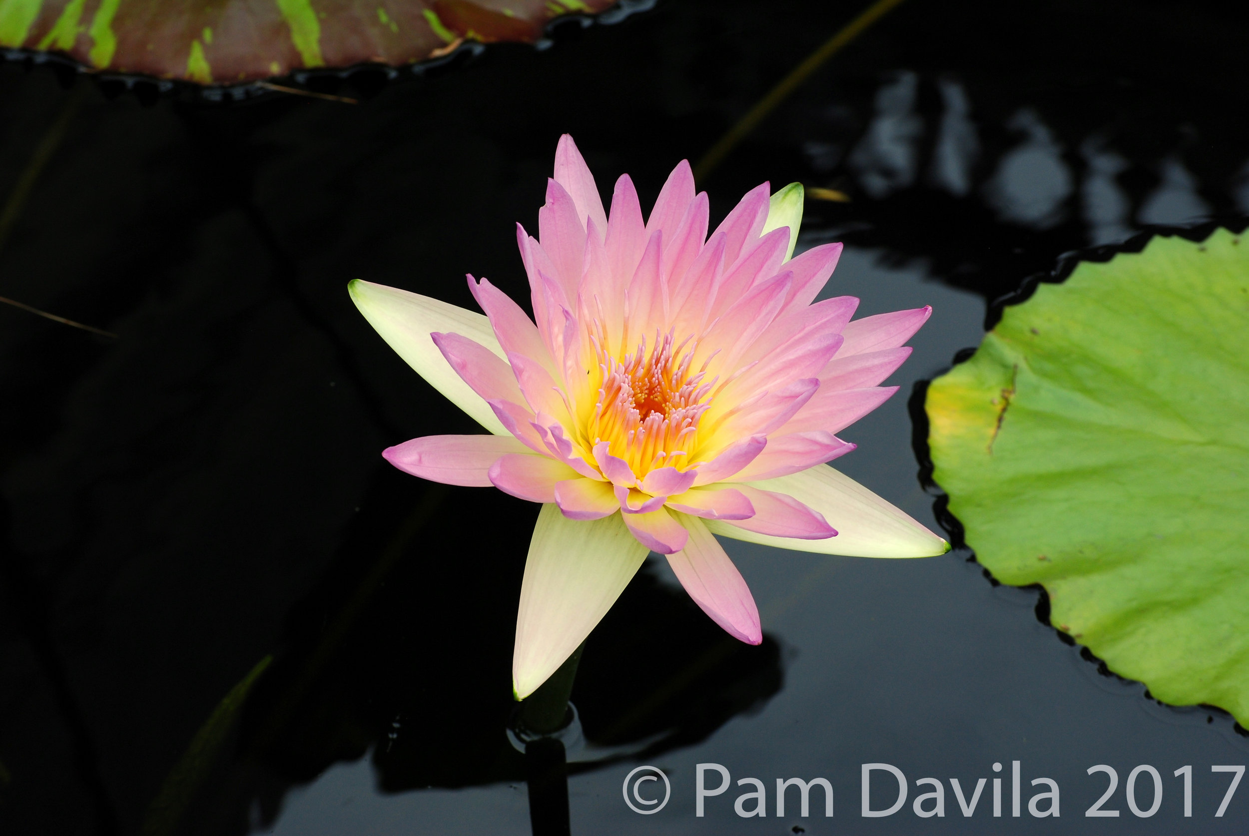 Pale pink water lily