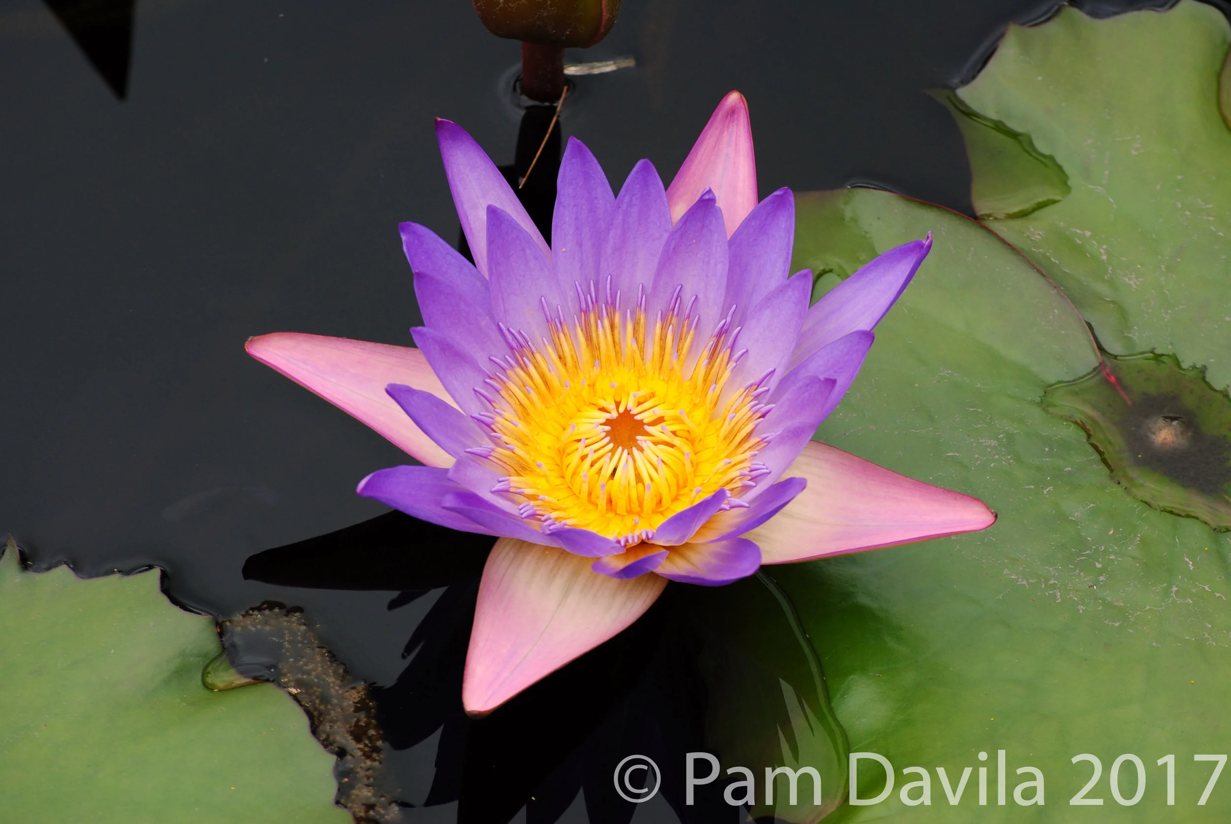 Lavendar and pink water lily