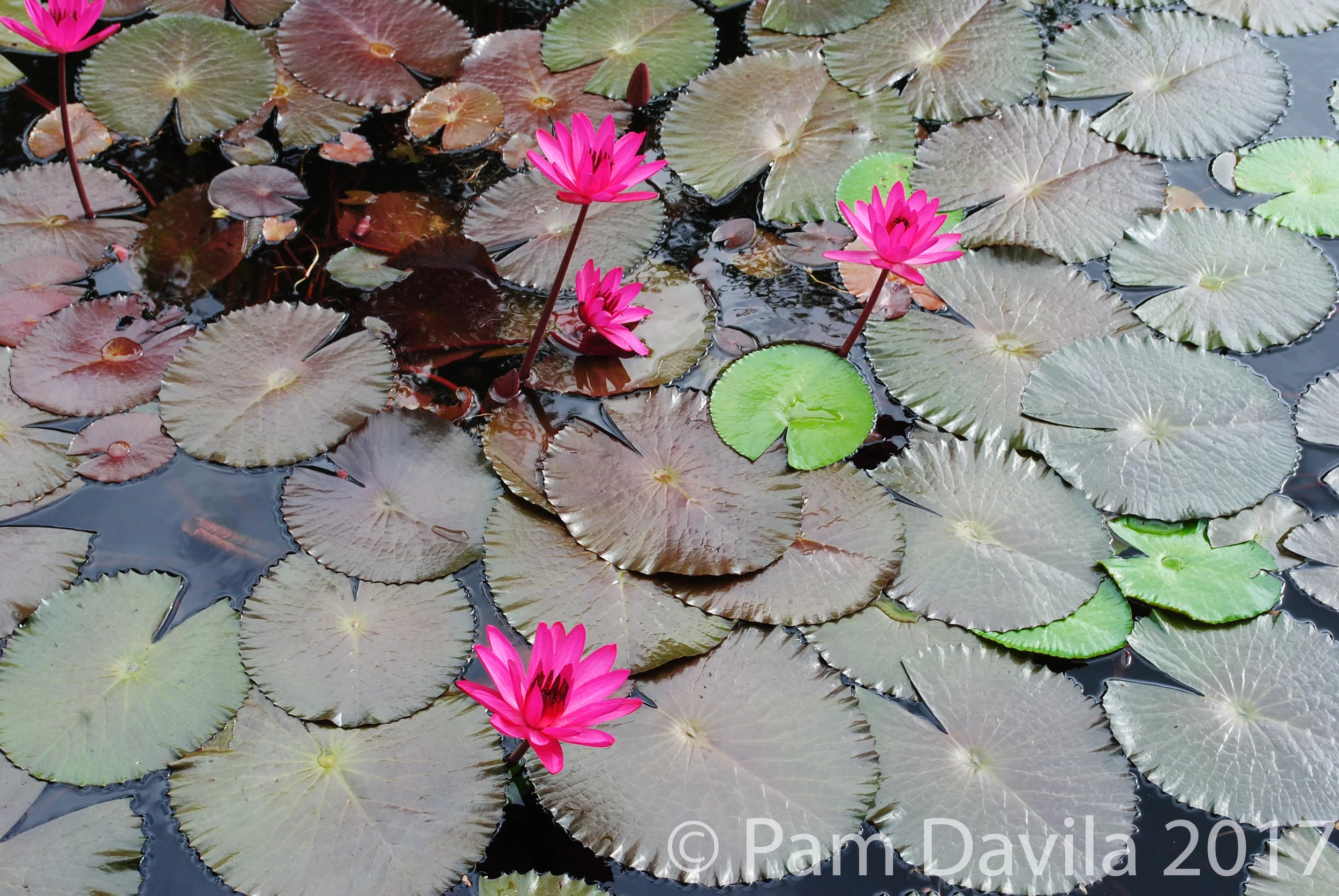 Vivid pink water lilies