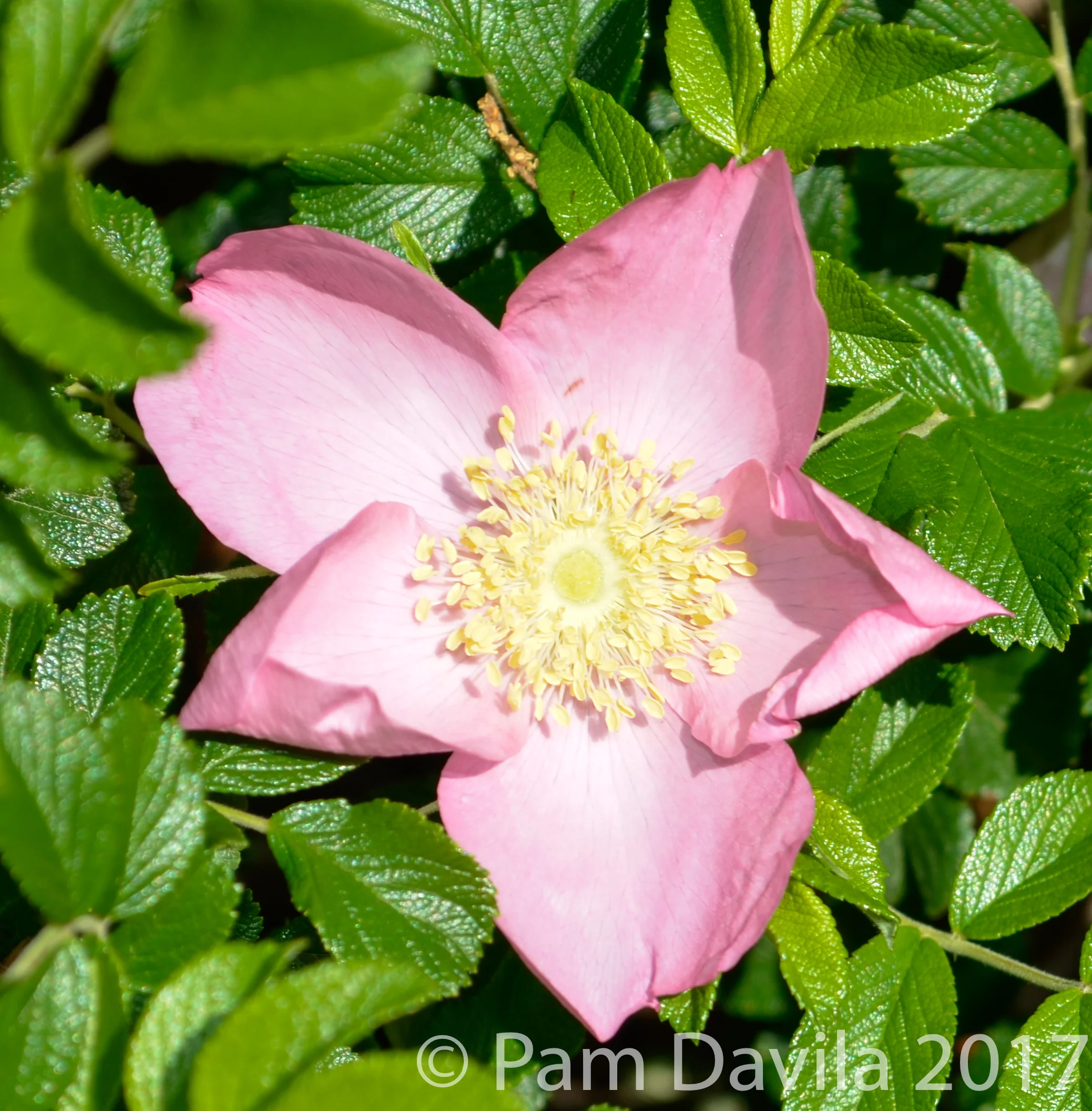Pink rugosa rose