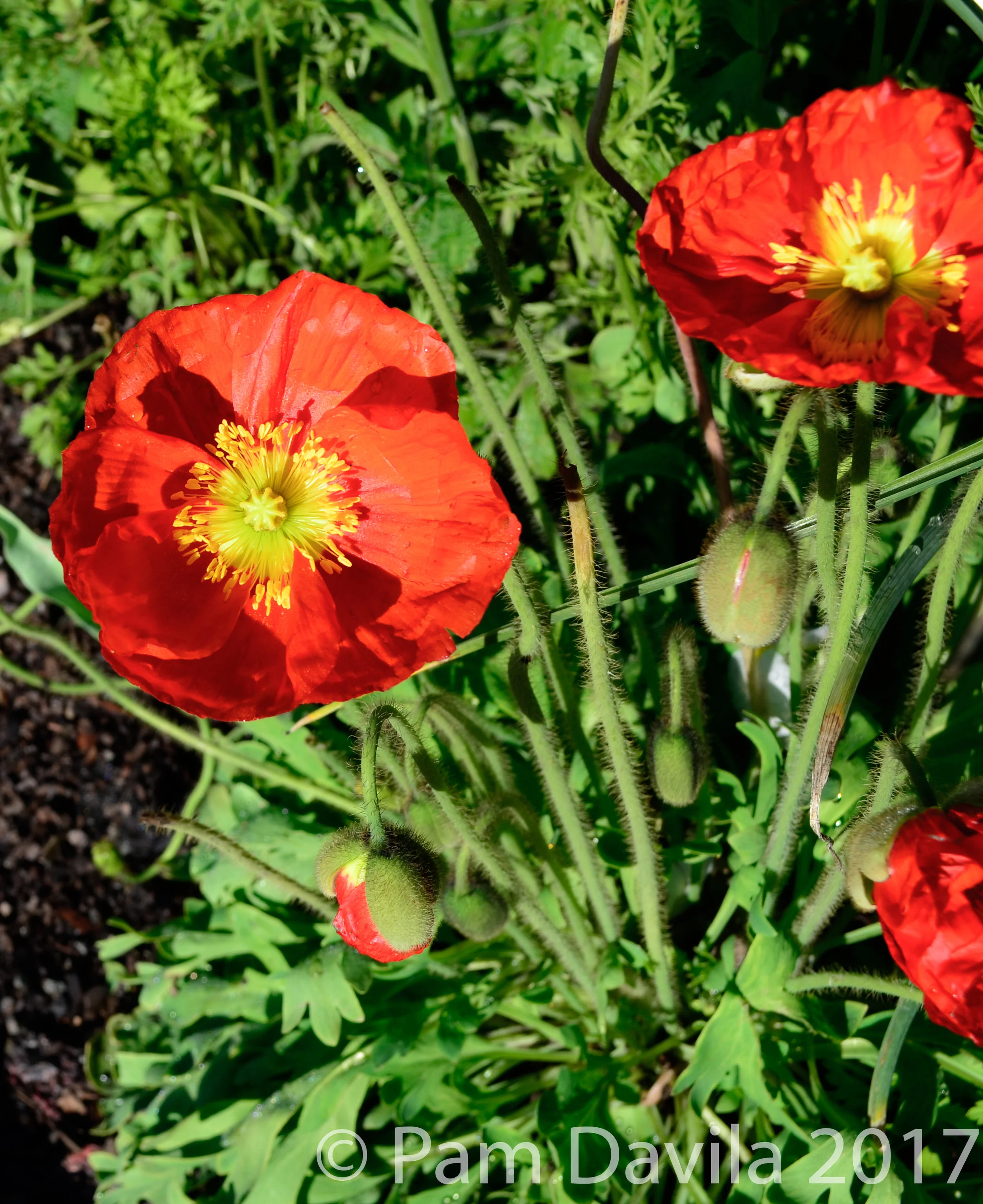 Iceland poppy