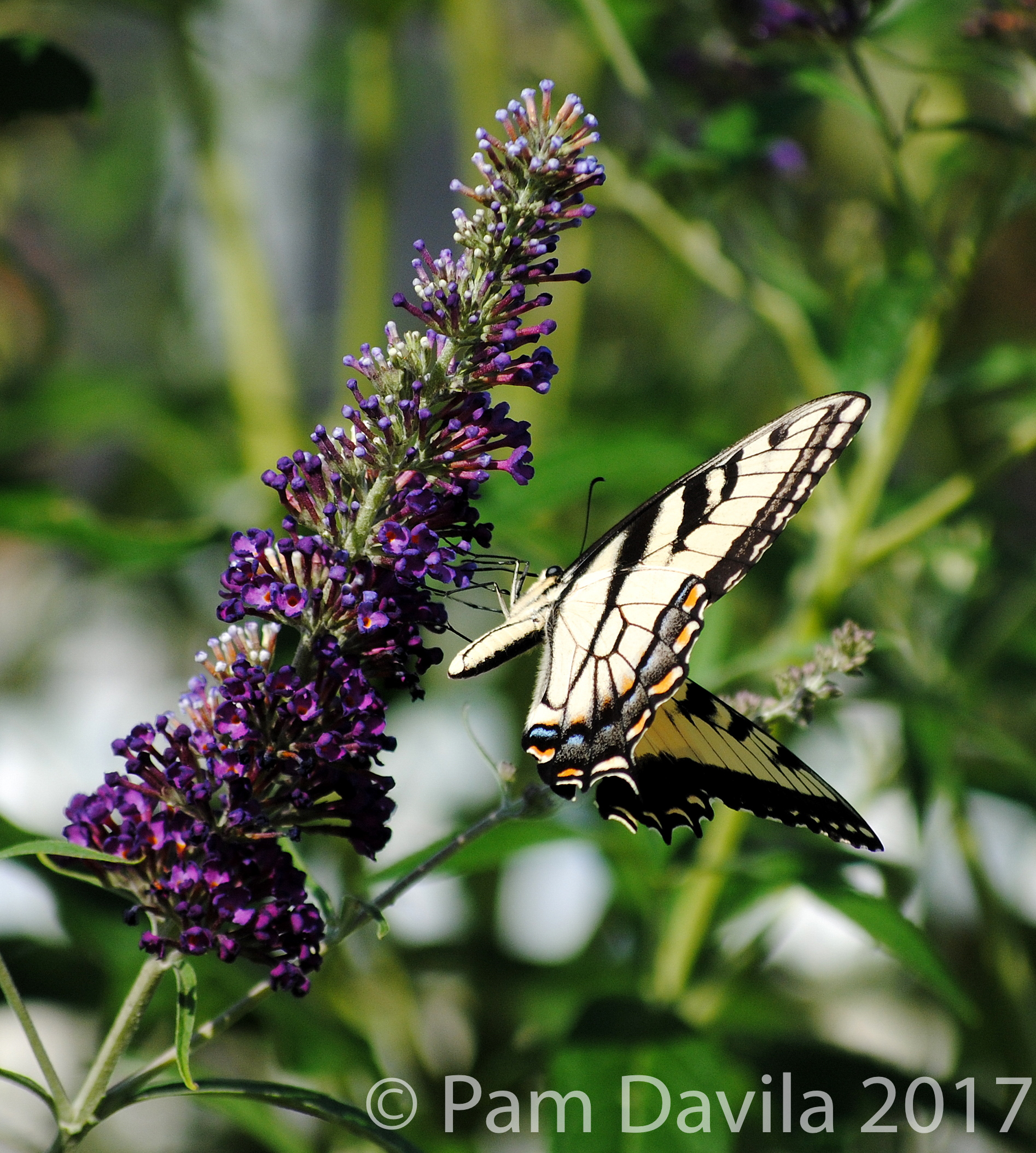 Purple butterfly bush