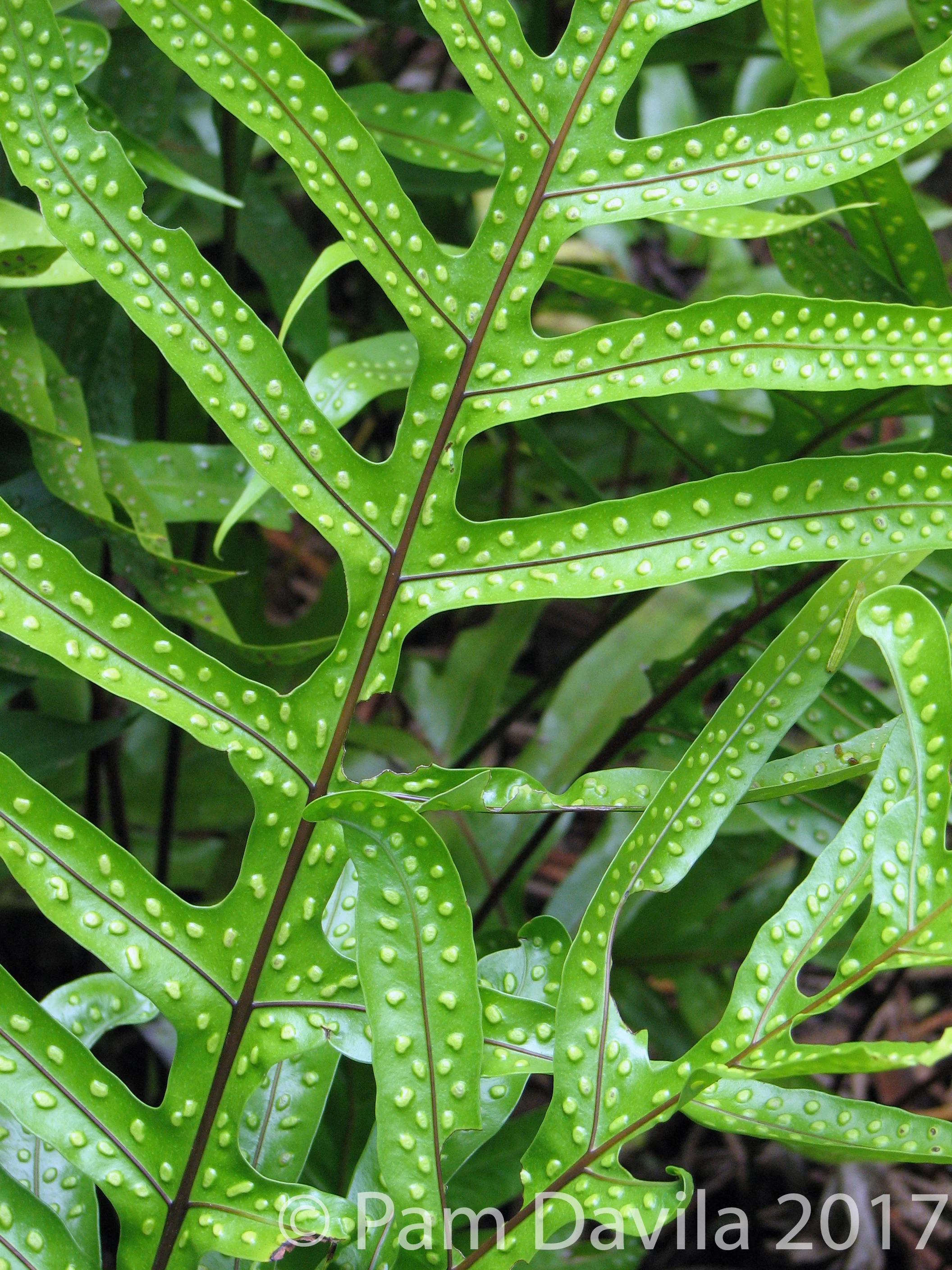 Bumpy fern (Lauáe Fern)