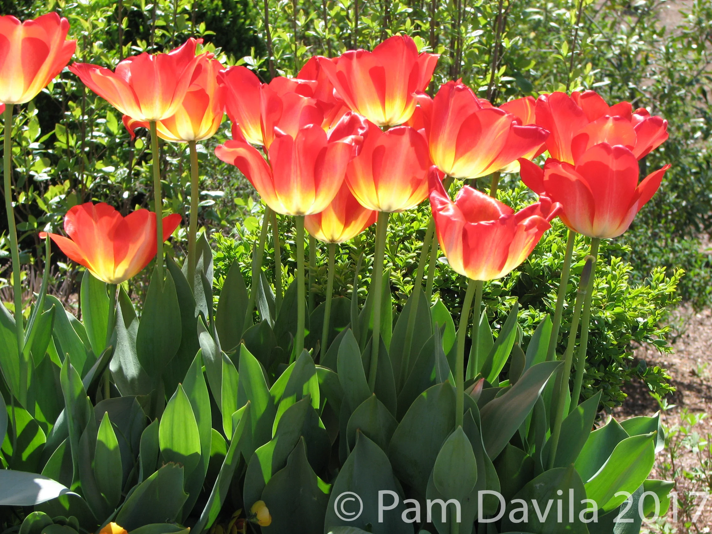 Tulips aglow