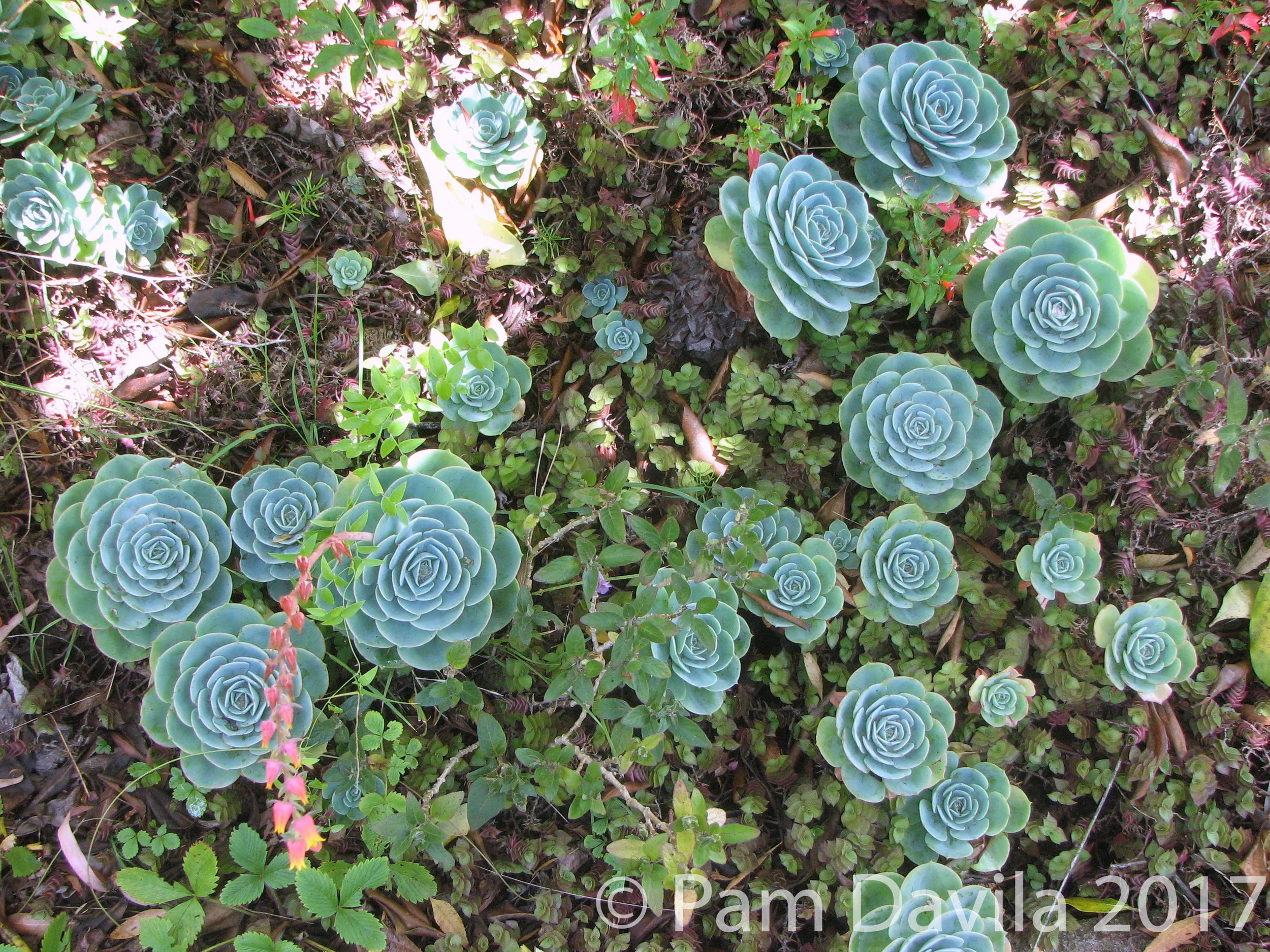 Hen and chicks galore