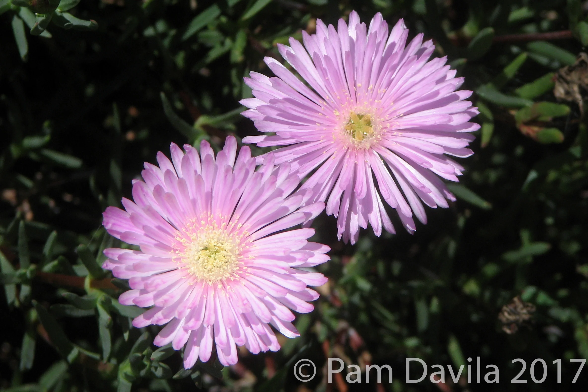 Lavendar flowers
