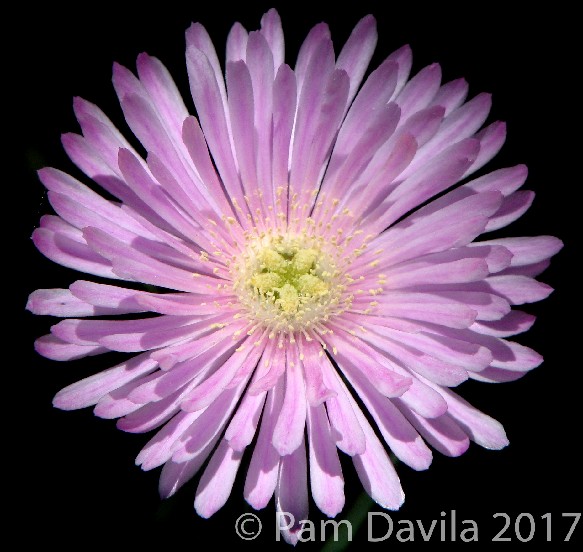 Single lavendar flower