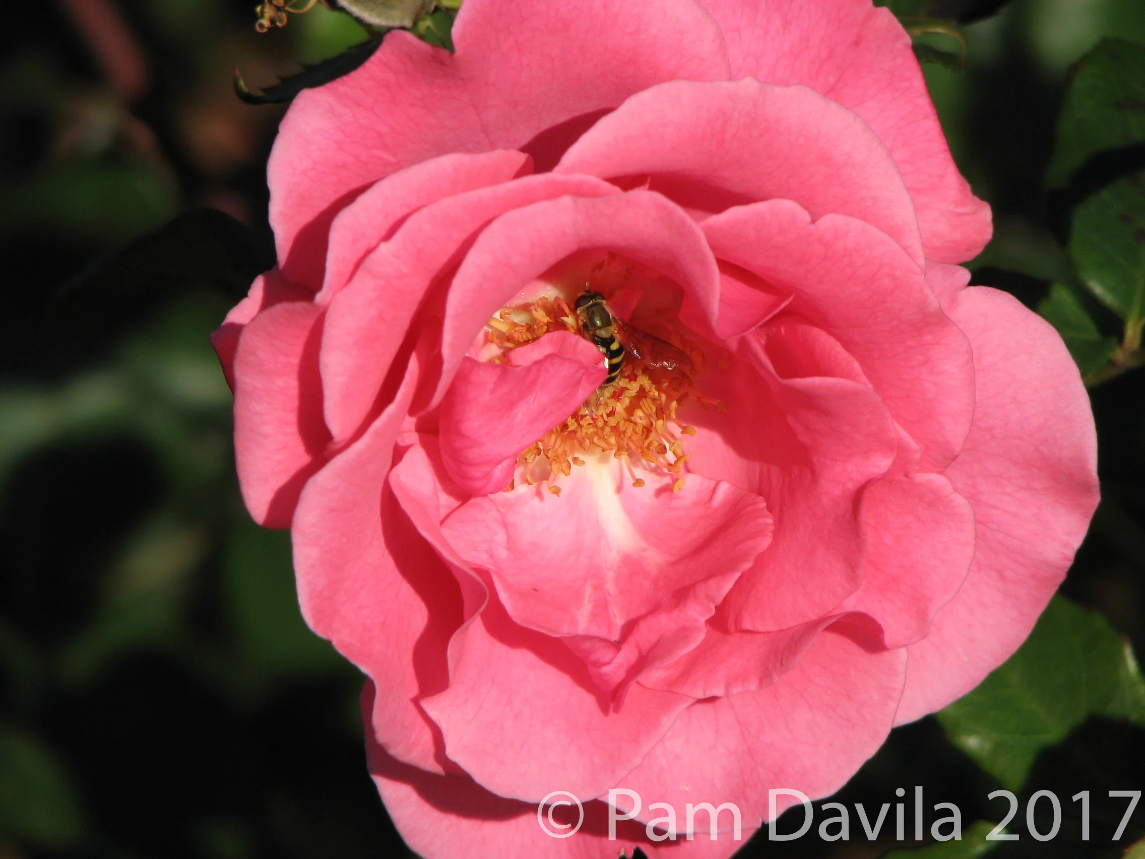 Bee in rose