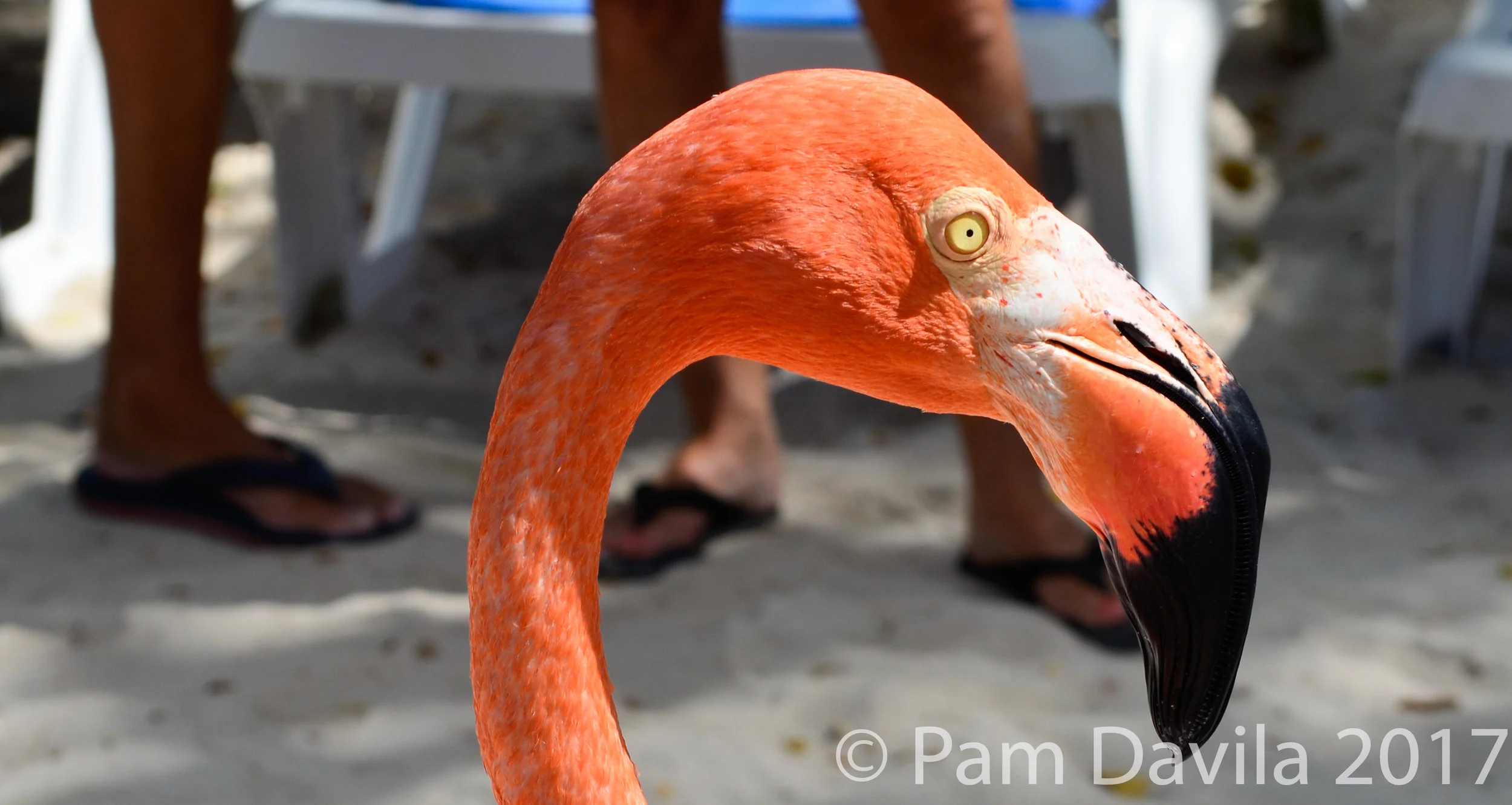 Flamingo close-up
