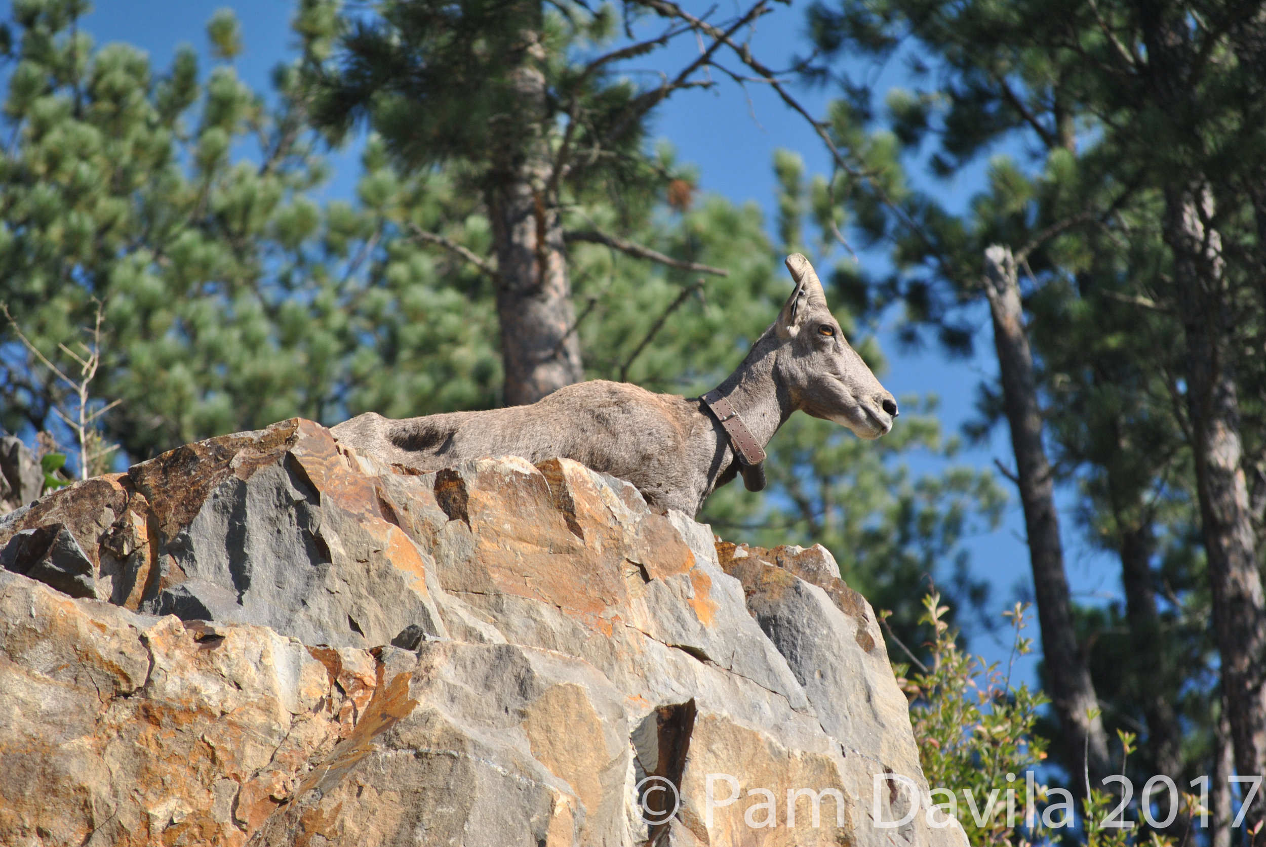 Broken horn bighorn sheep