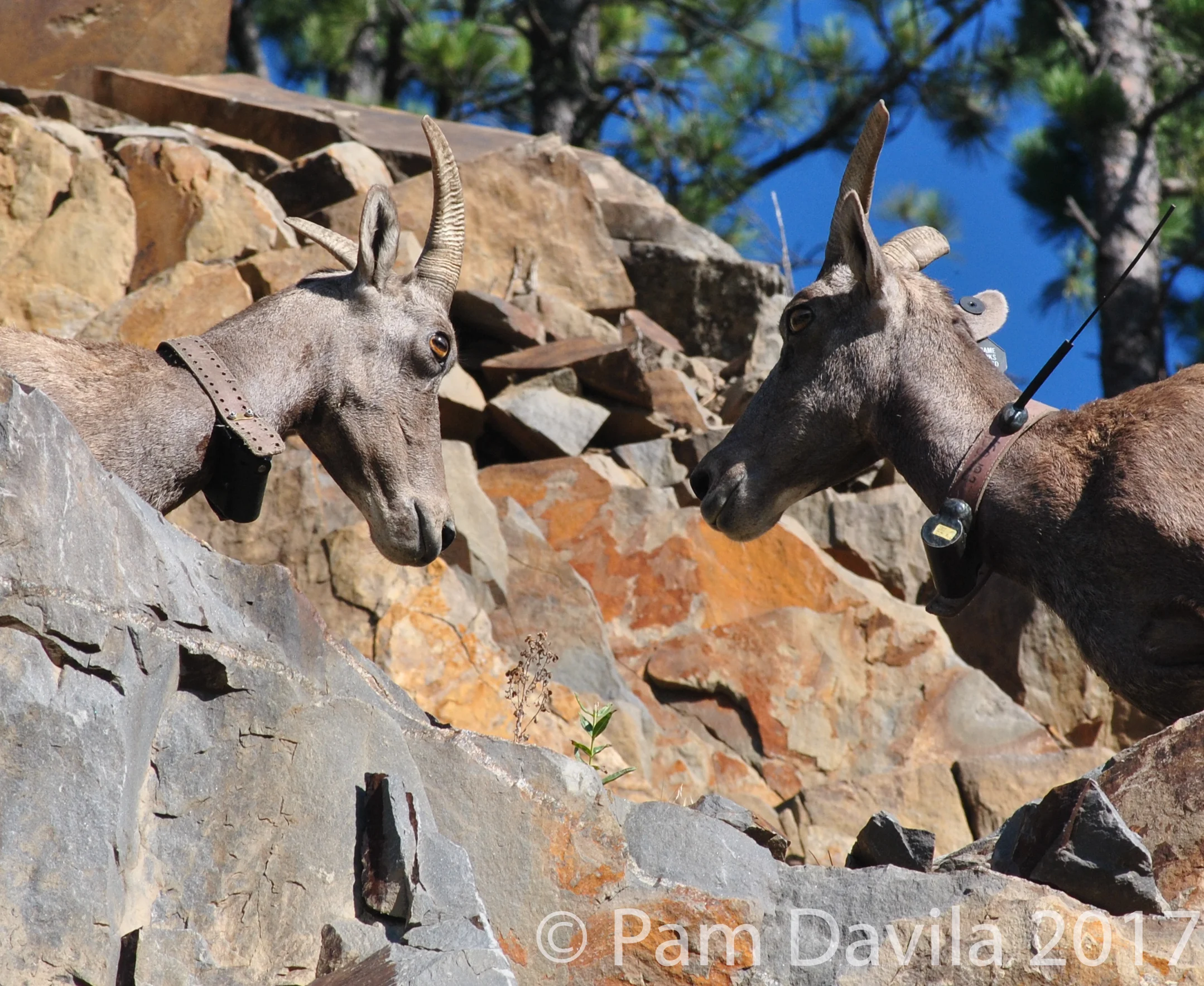 Bighorn sheep on the rocks close-up