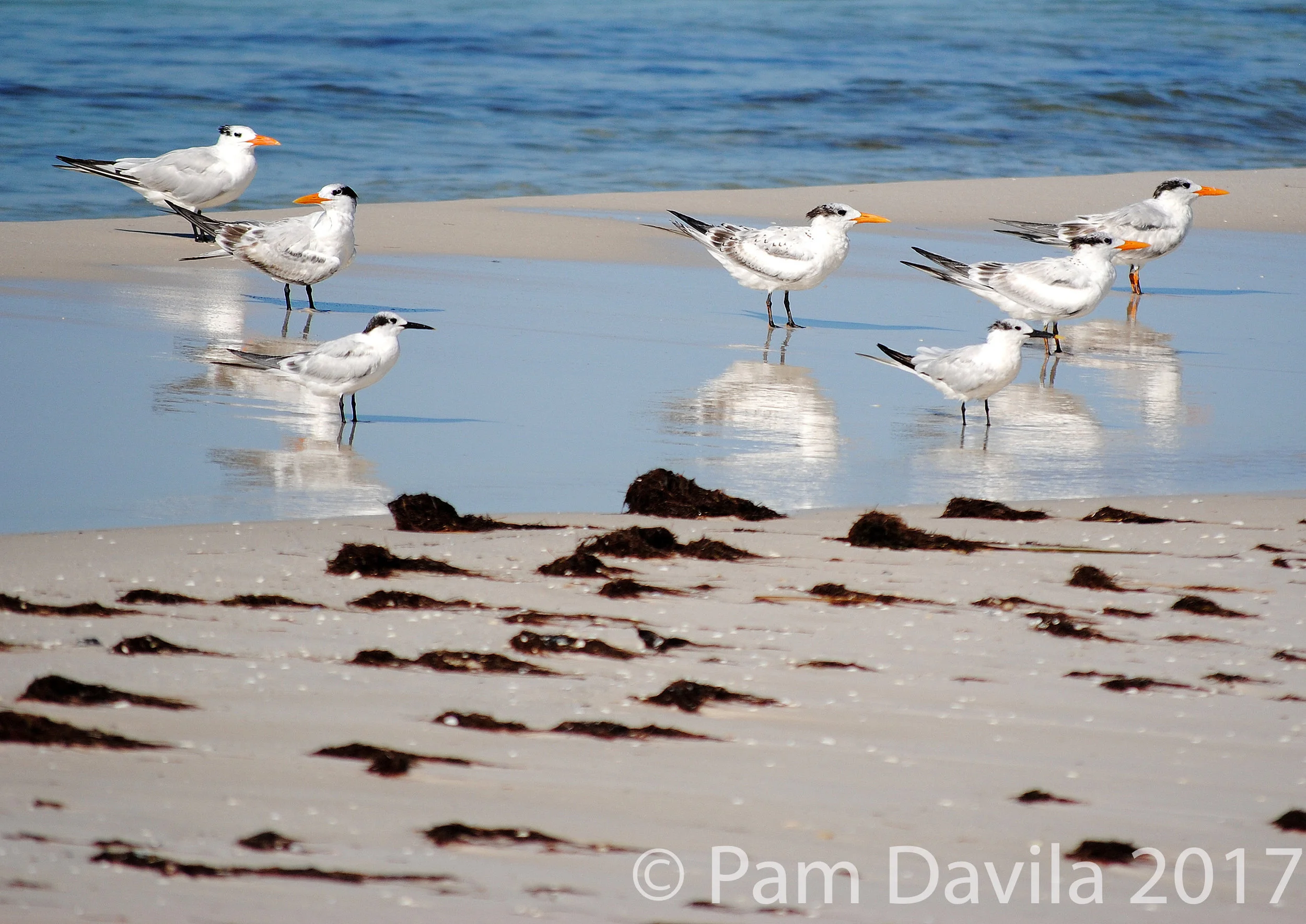 Terns on the beach