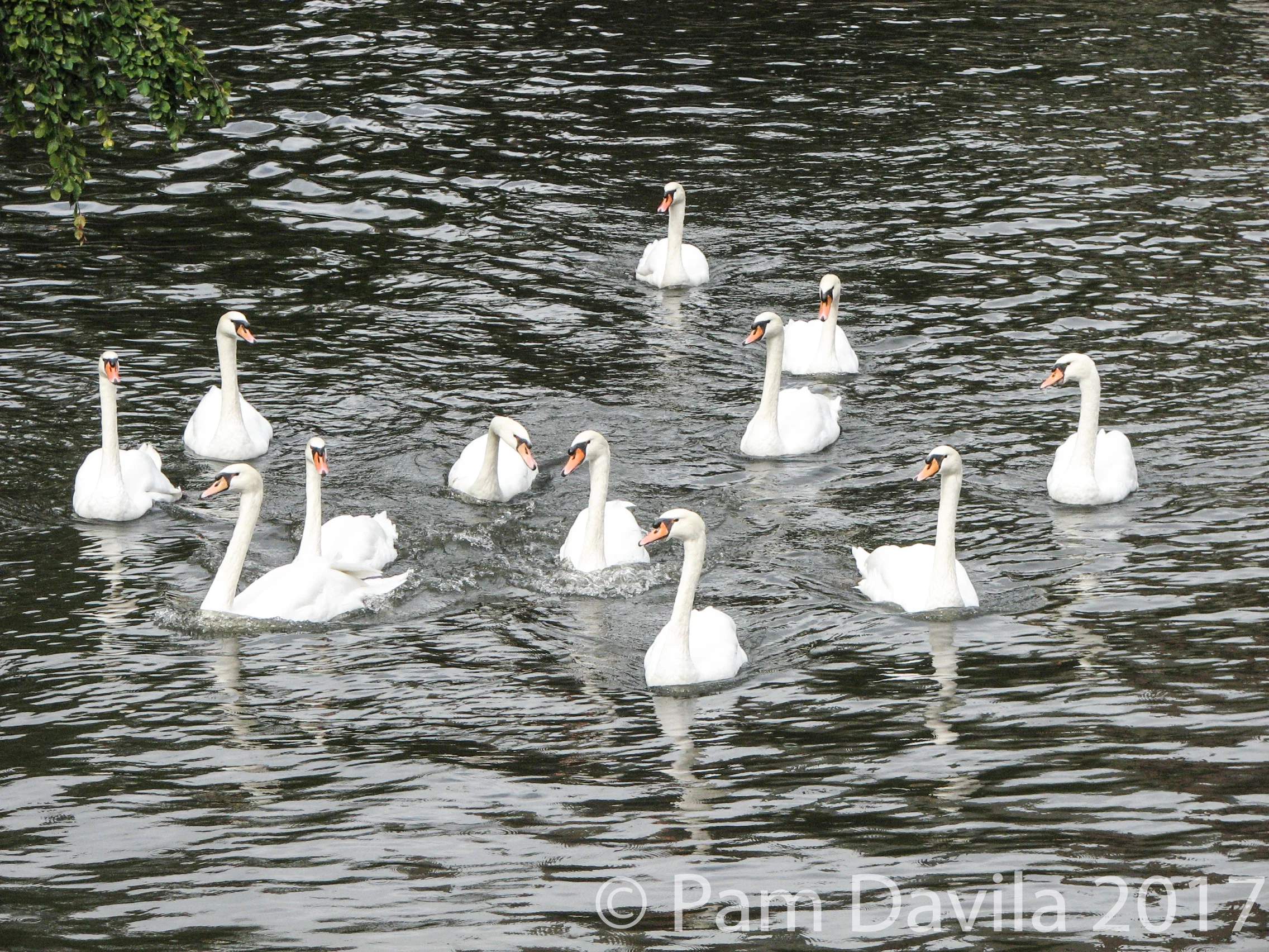 Twelve swans a swimming