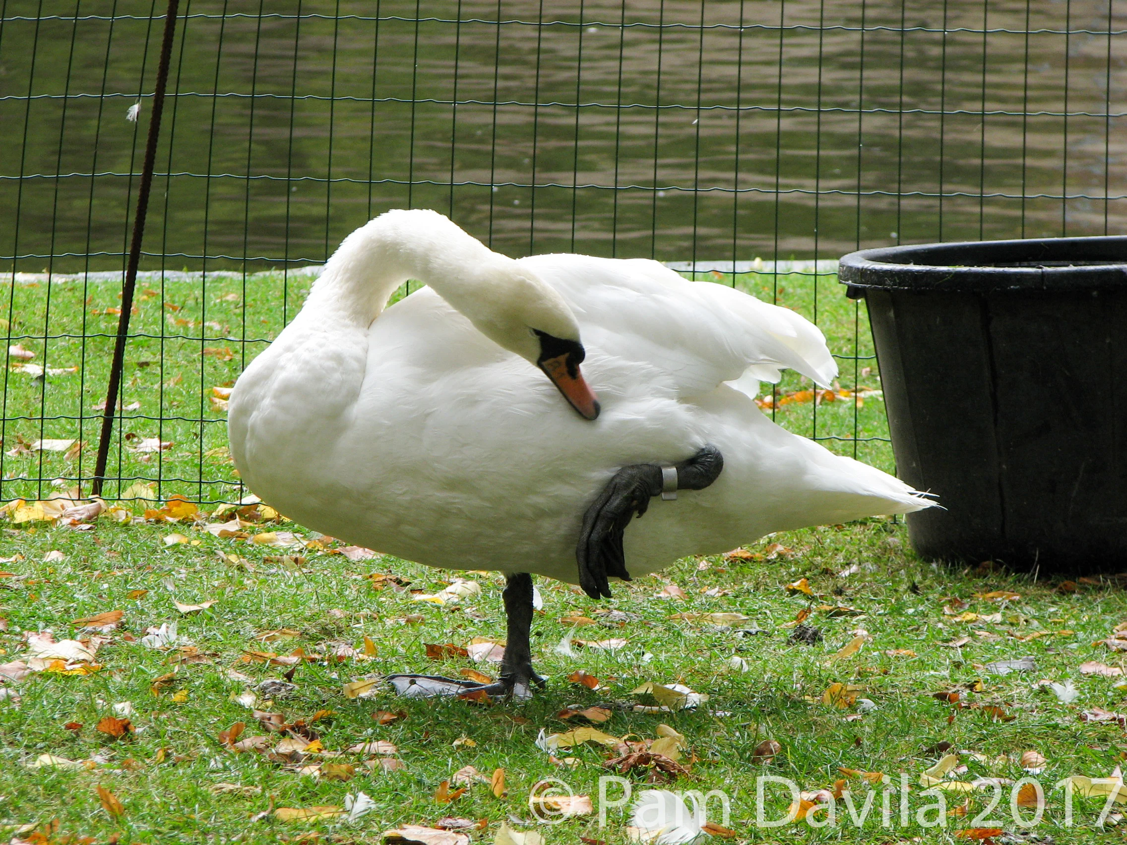 Swan