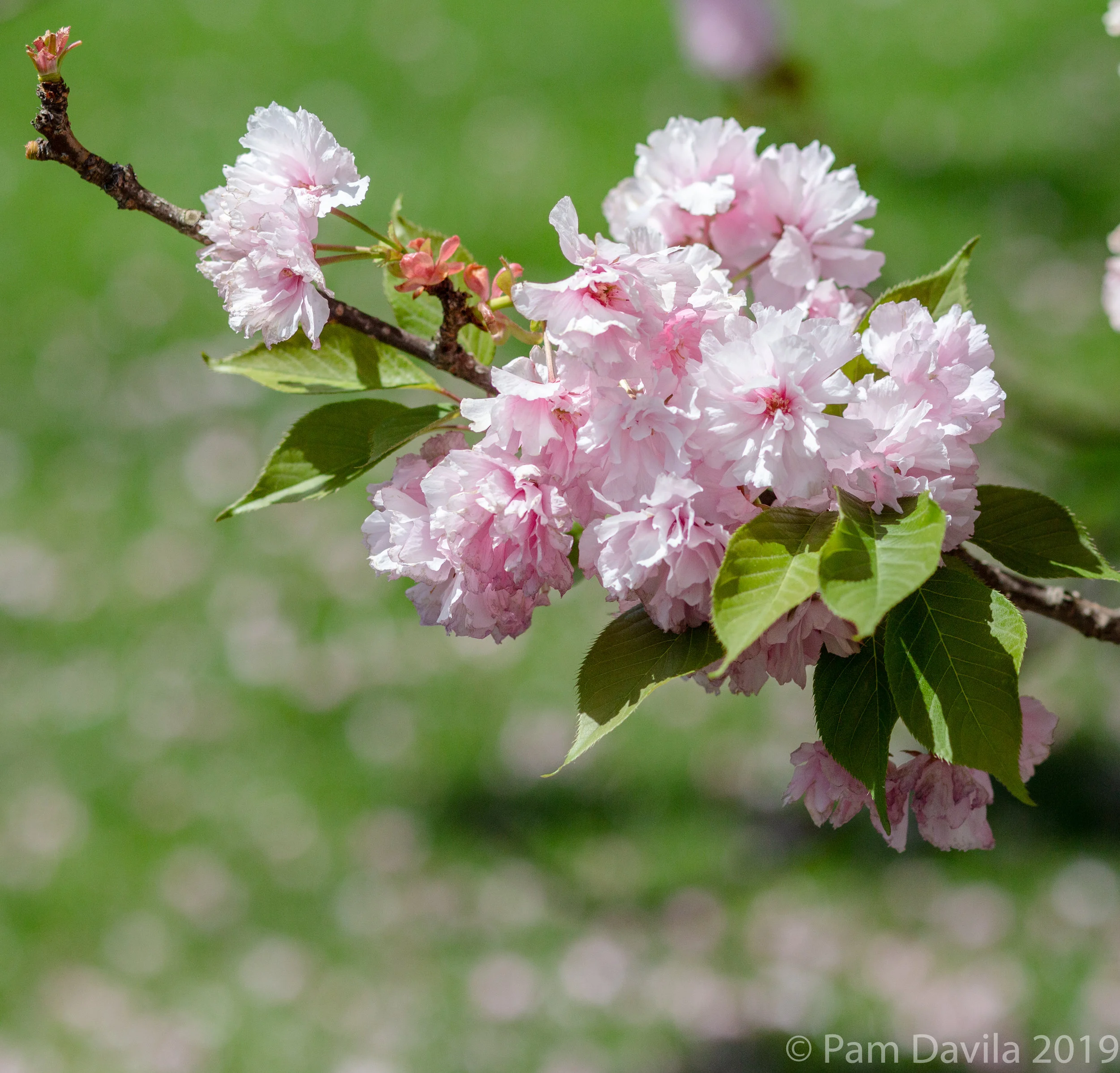 Kwanzan Cherry Tree blossoms 3