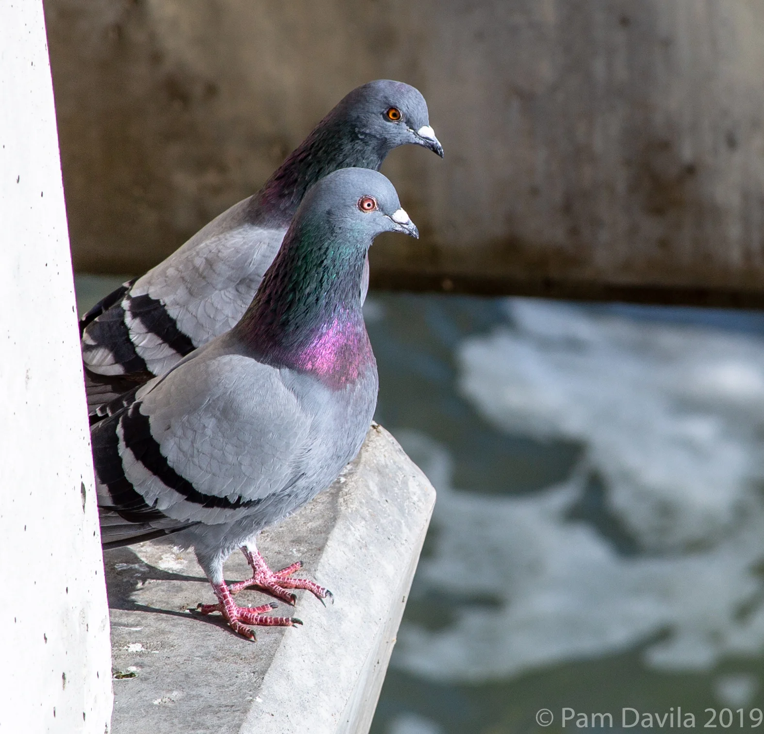 Pigeons on the Pier