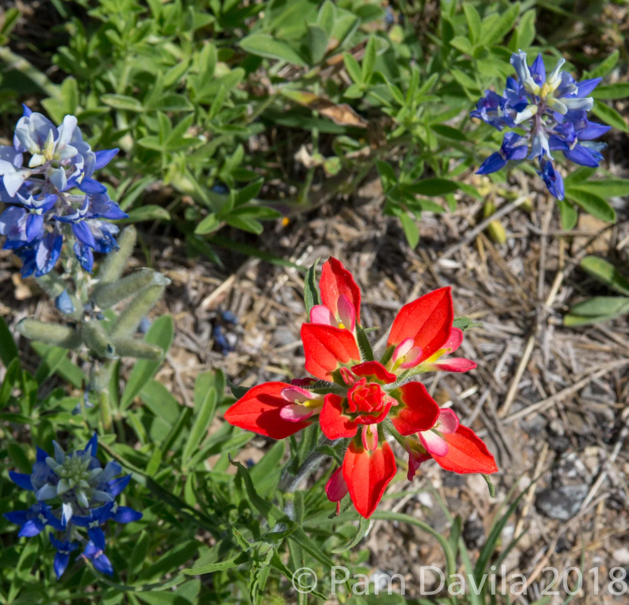 Indian Paintbrush