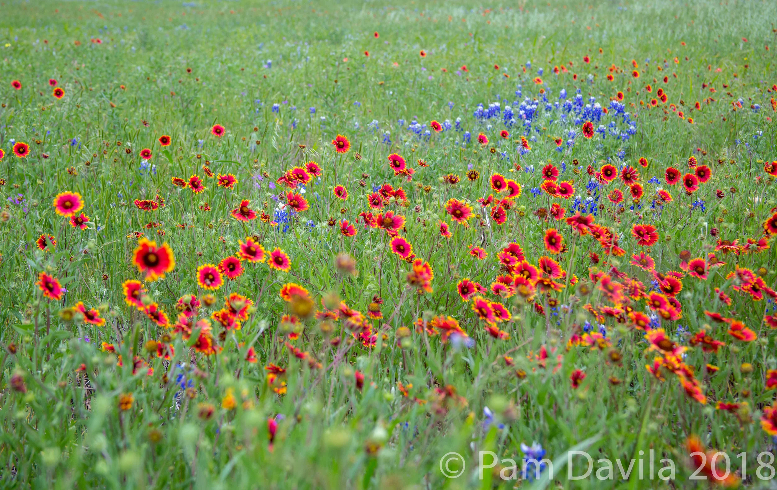 Indian Blanket and Bluebonnets 2