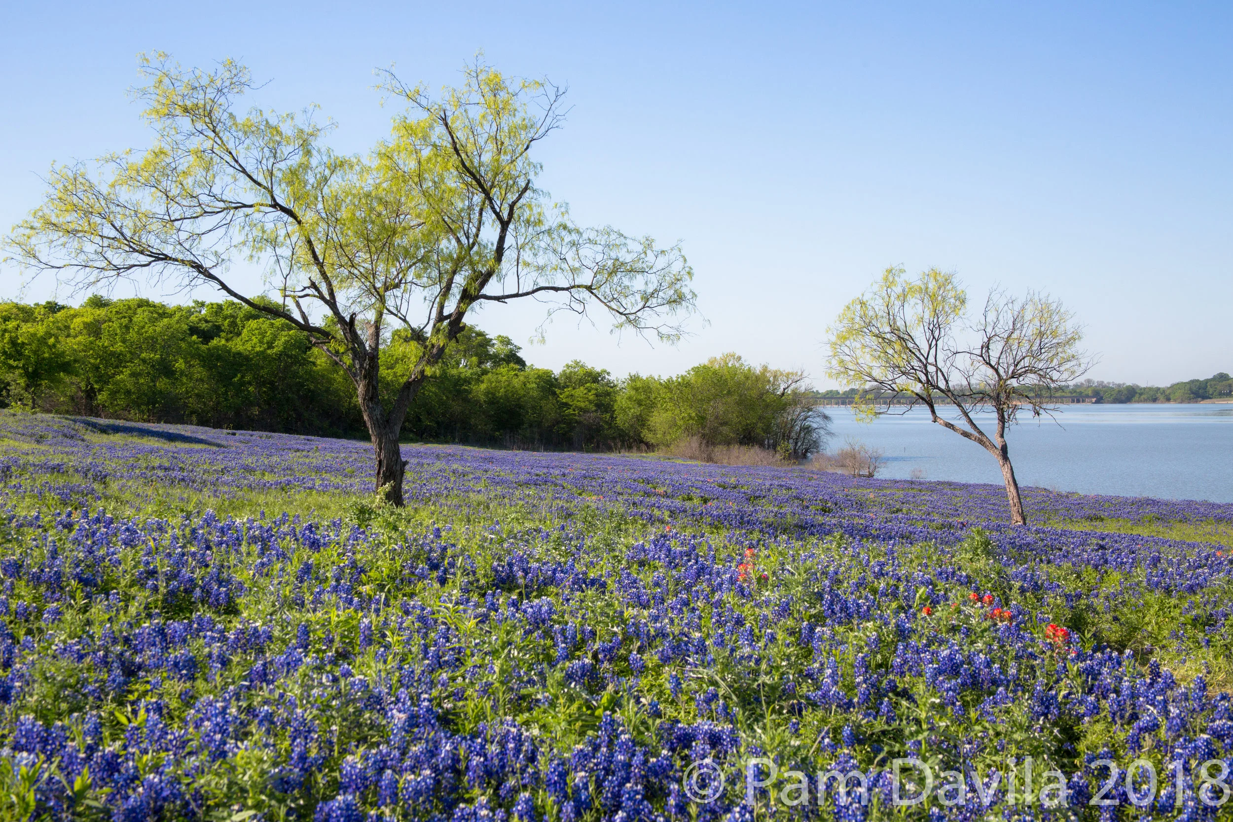 Bluebonnets on the lake