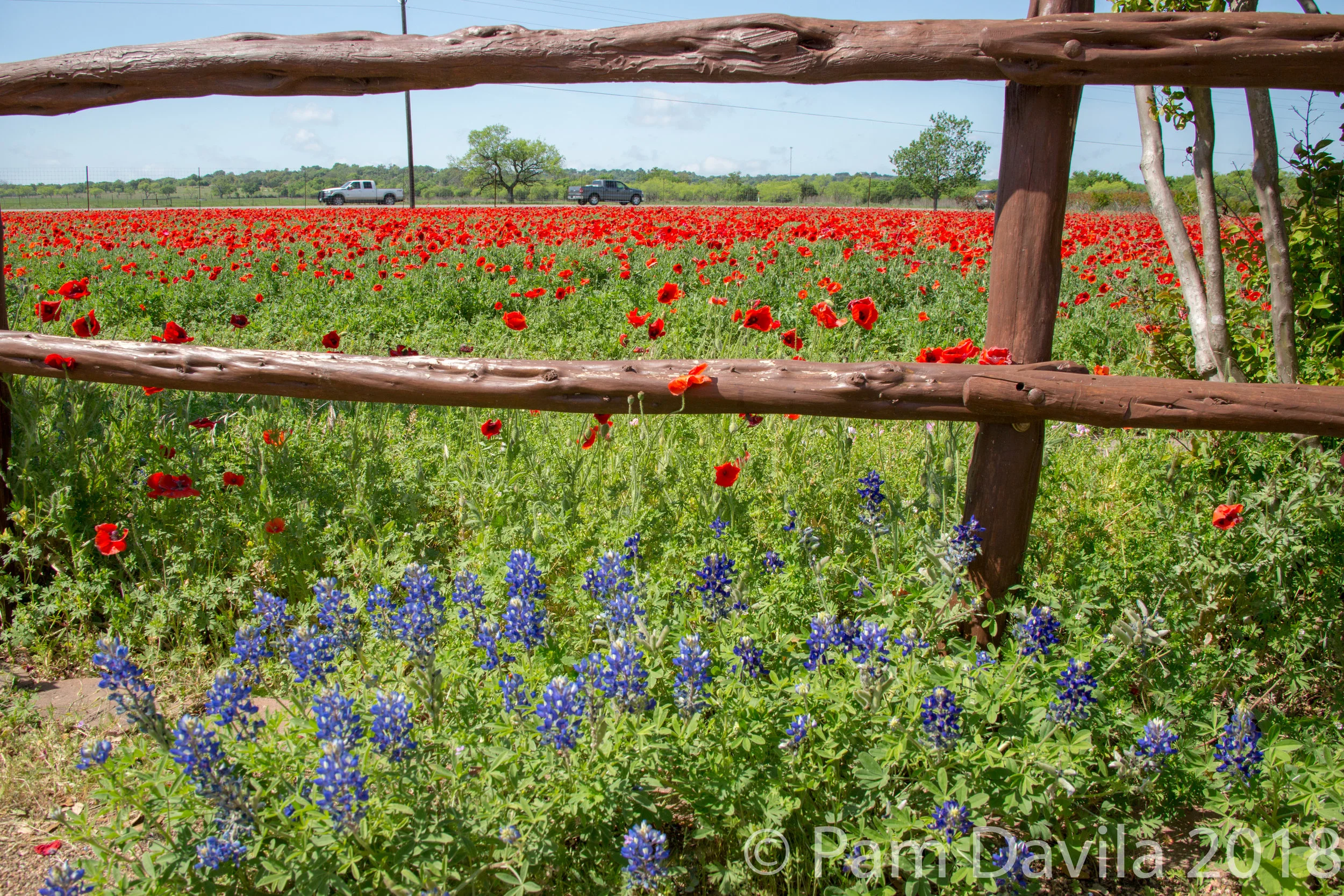 Poppies and Bluebonnets