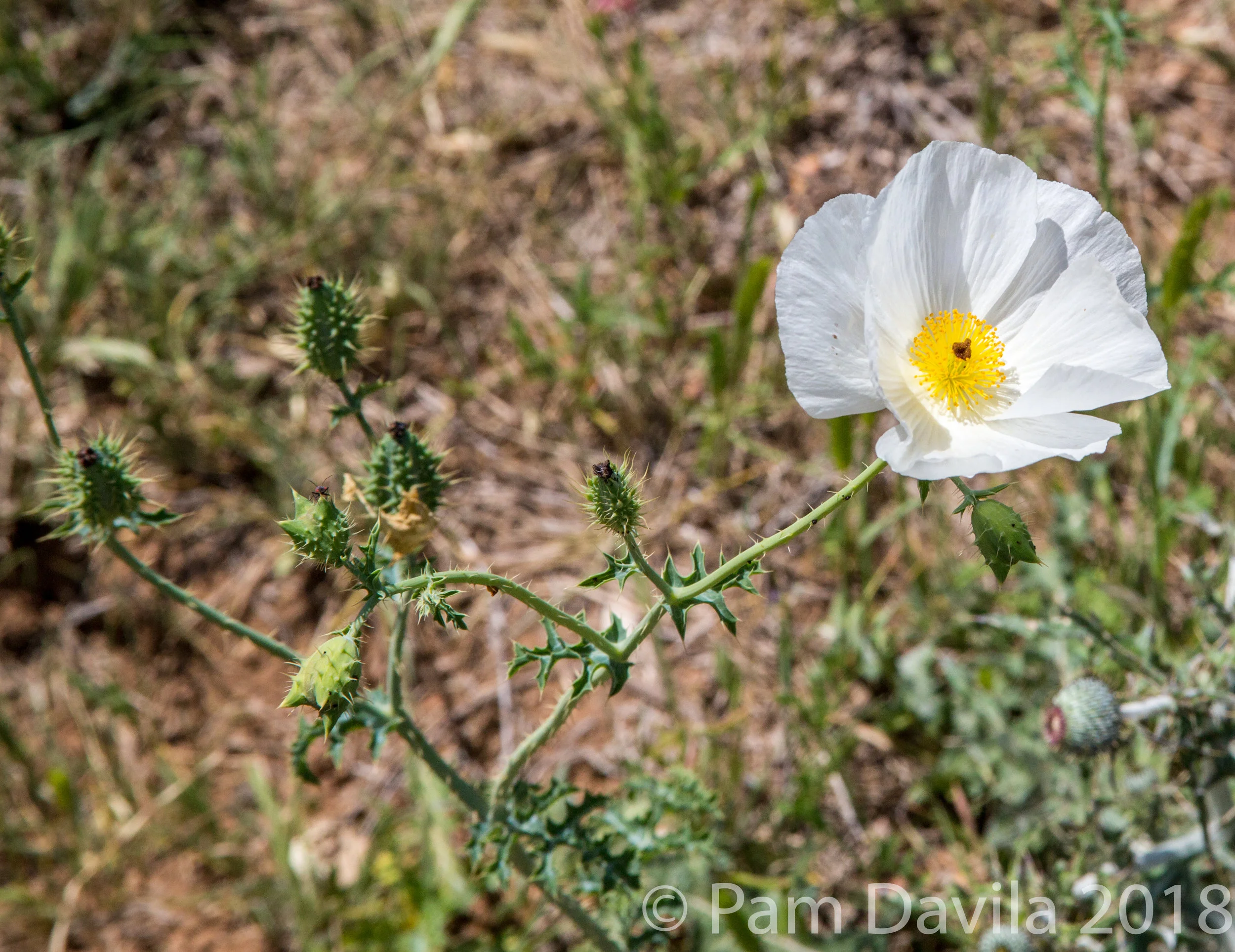 White prickly poppy