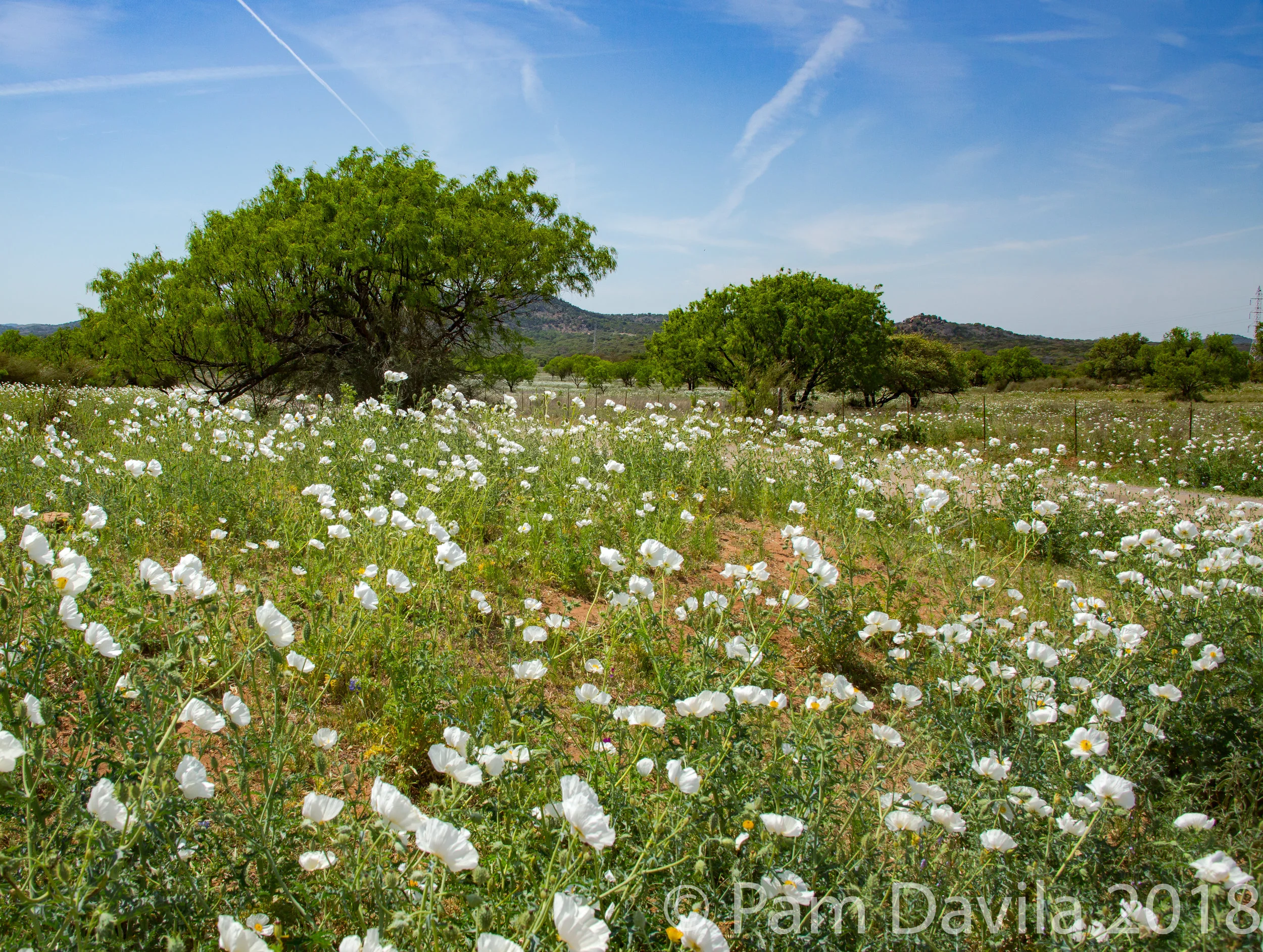 White prickly poppy field
