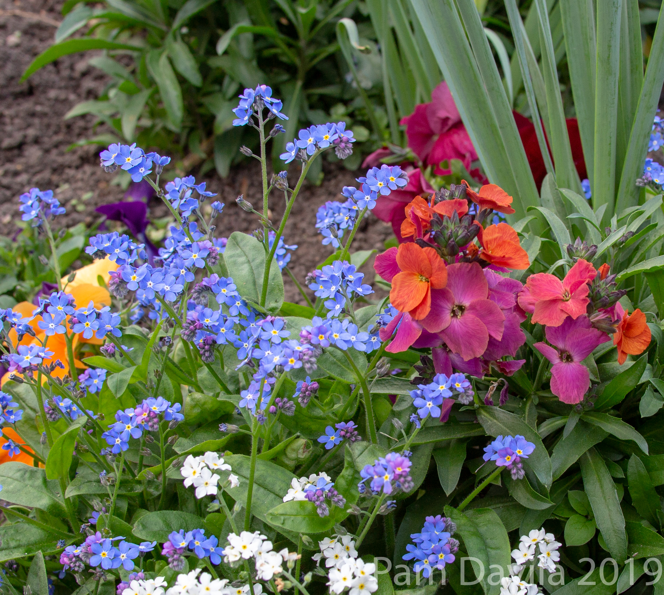 Pansies and forget me nots