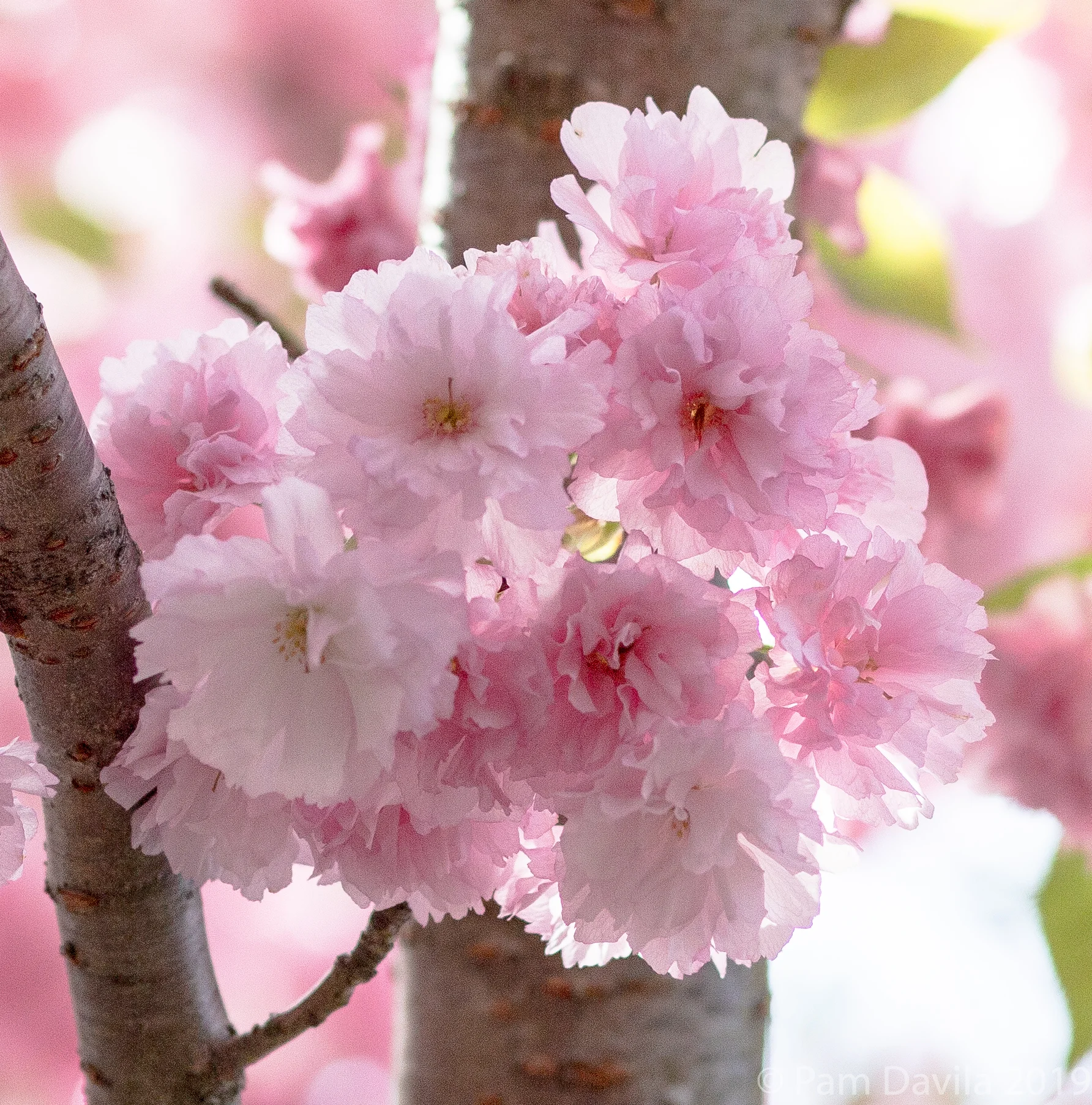 Backlit blooms