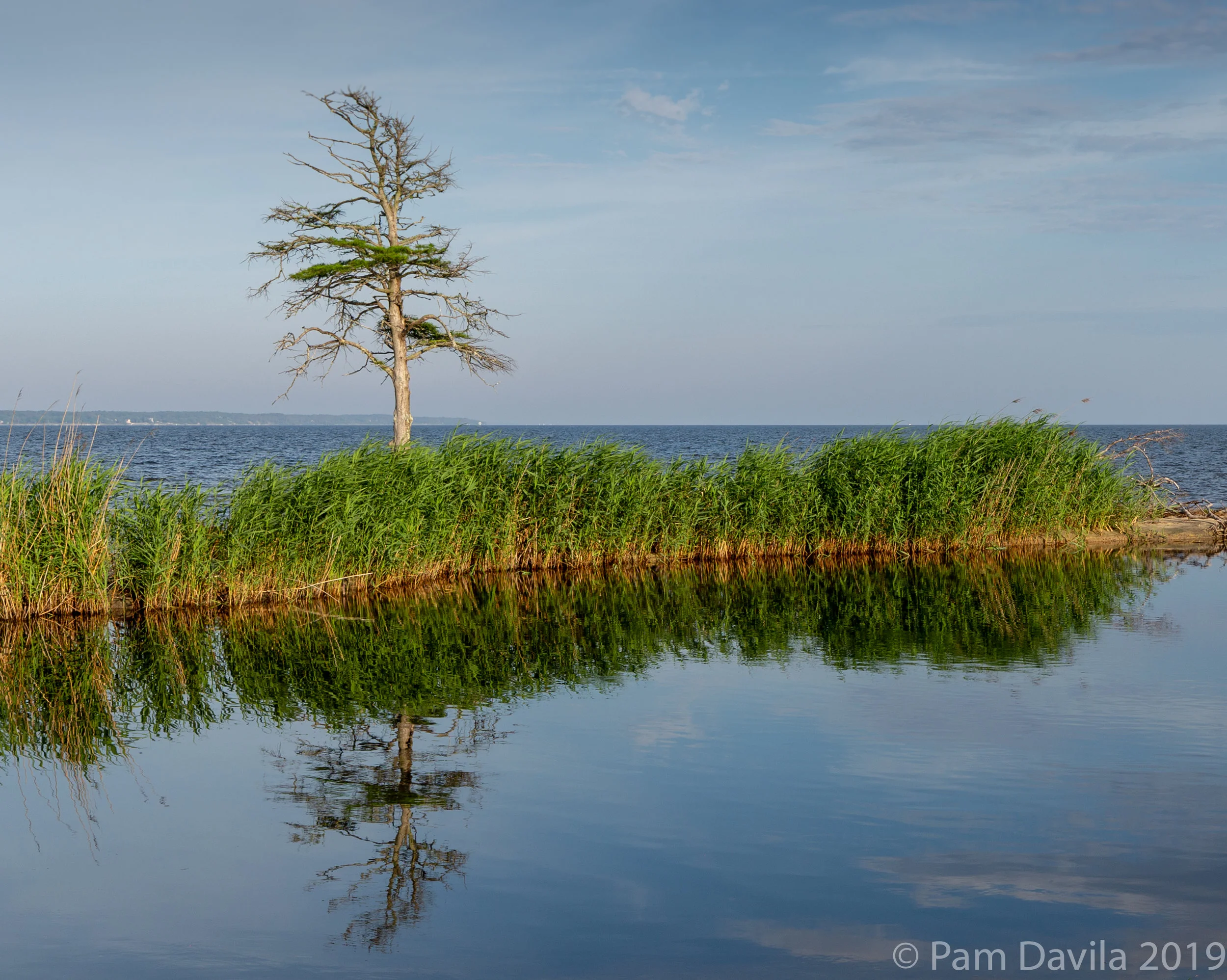 Cypress tree