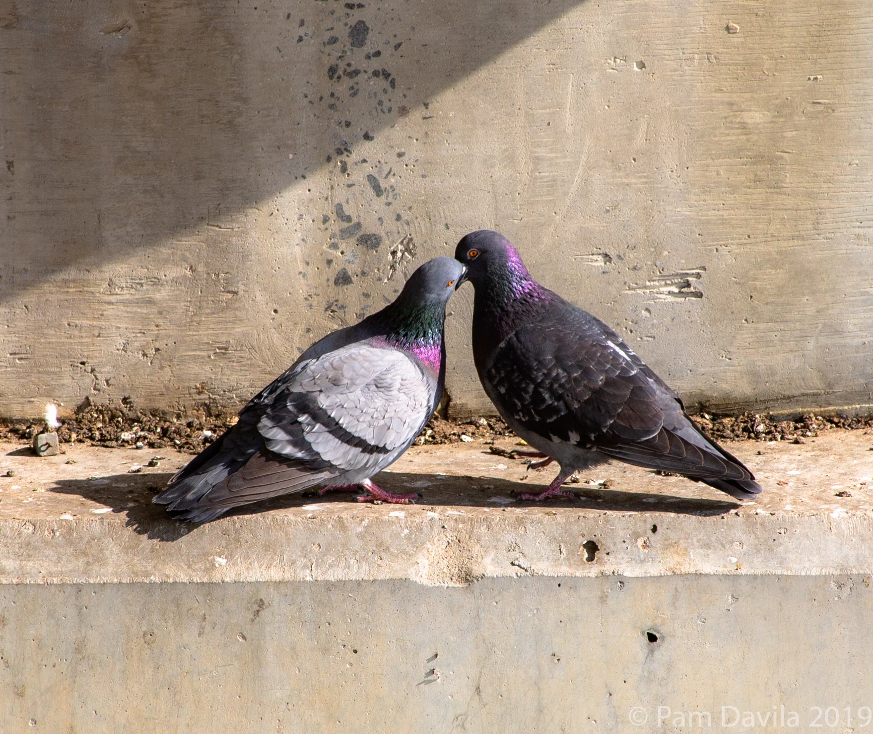 Pigeon Love