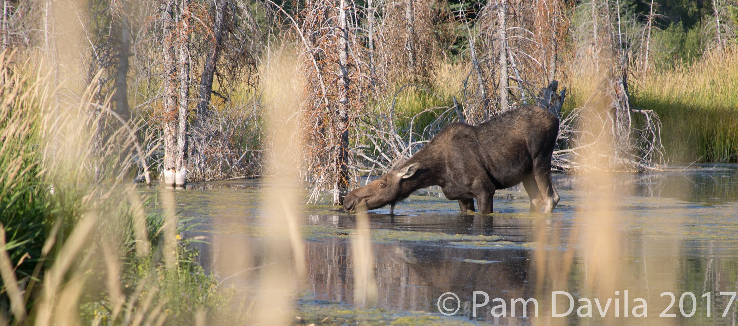 First view of the moose