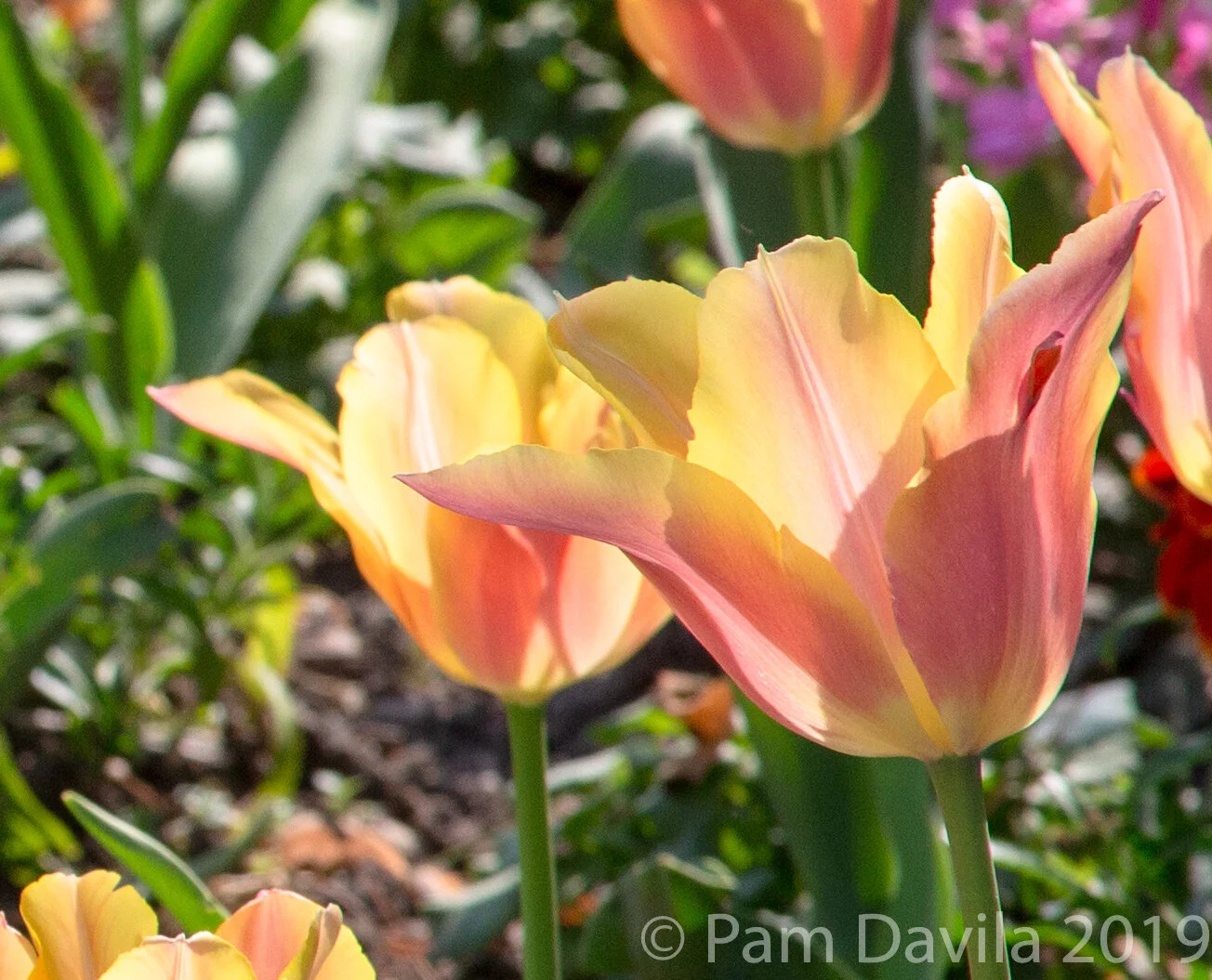 Tulips in the Luxembourg Gardens