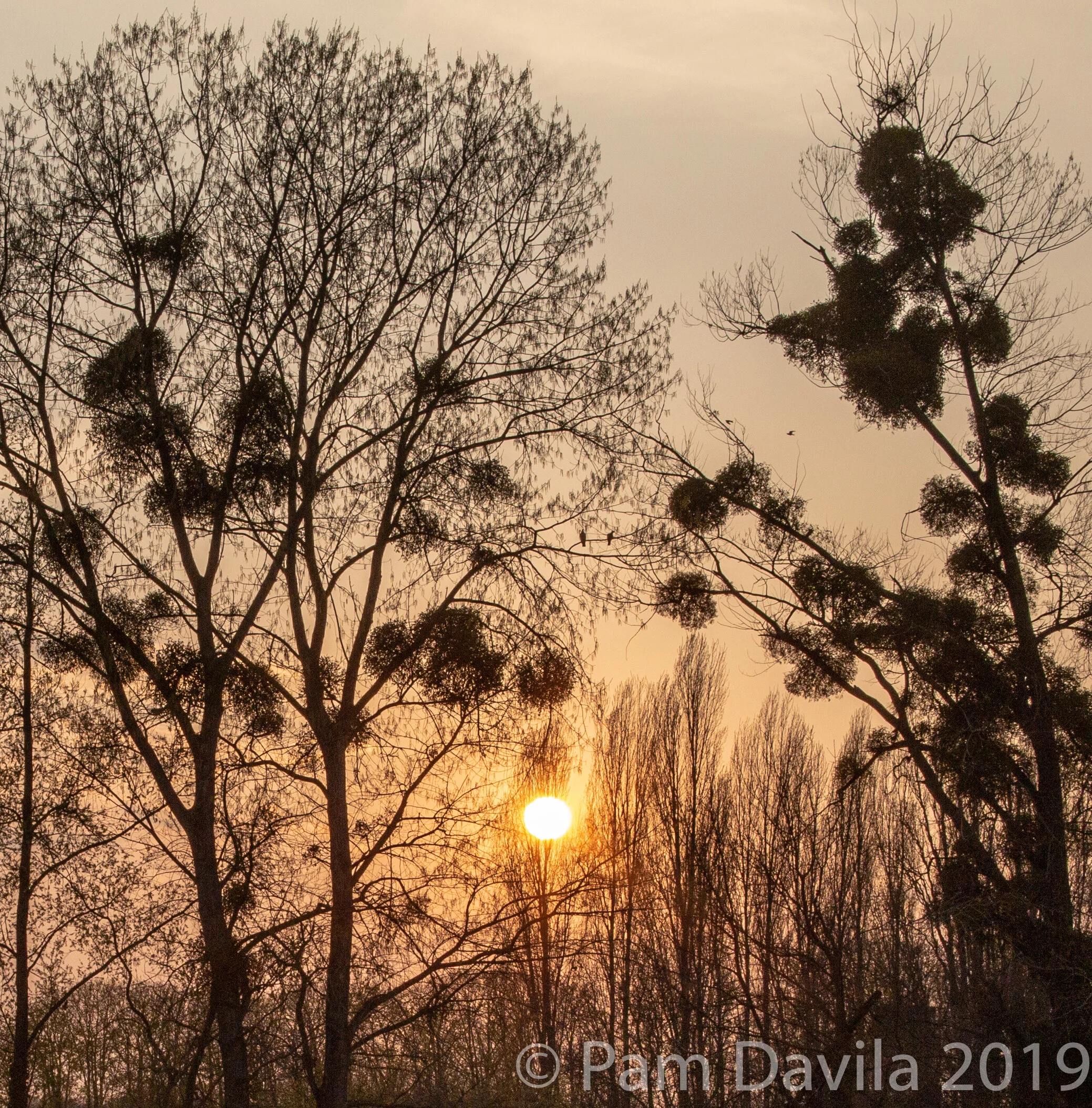 Sunrise over the Seine 2