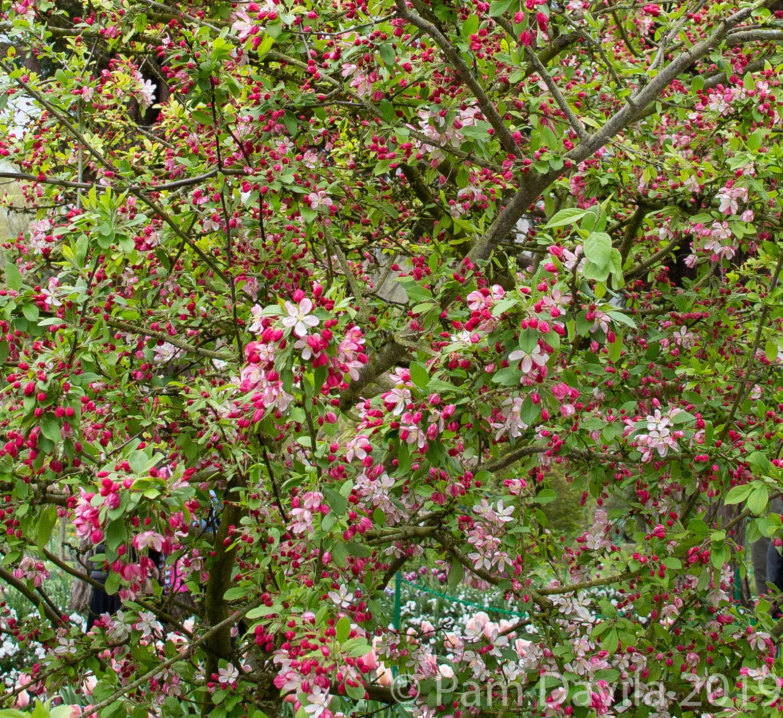 Beautiful blooms in Monet's garden