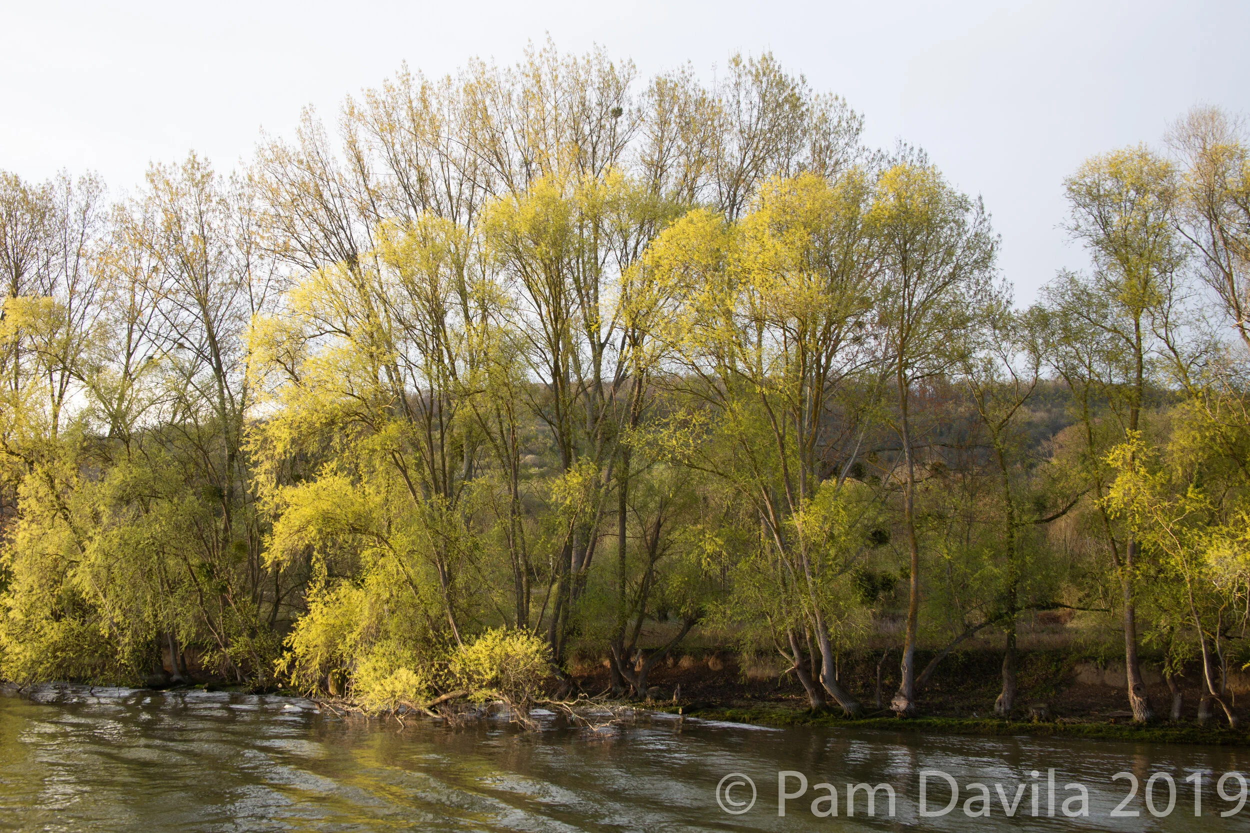 Golden hour on the river 3