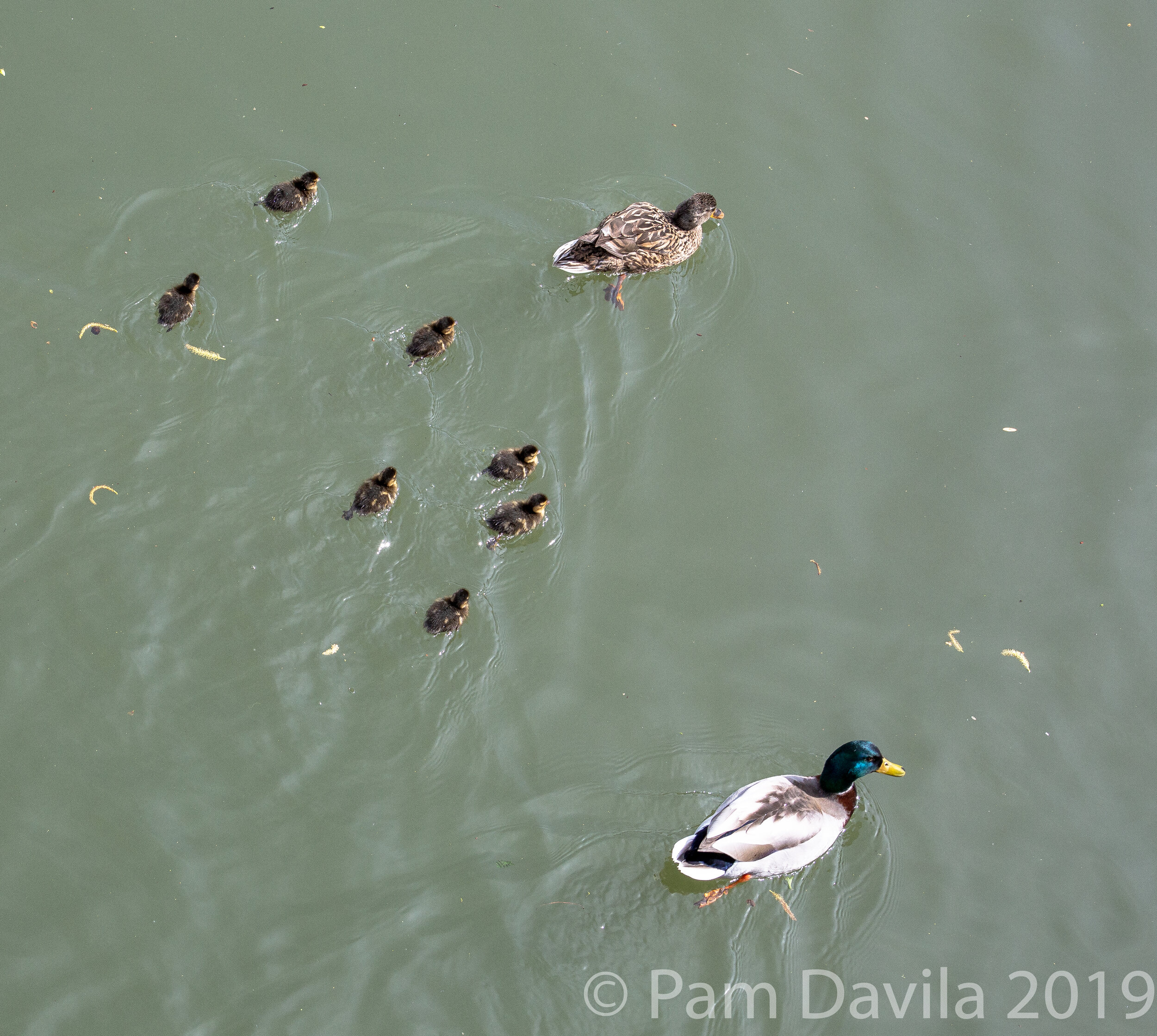 A duck family on the River Seine