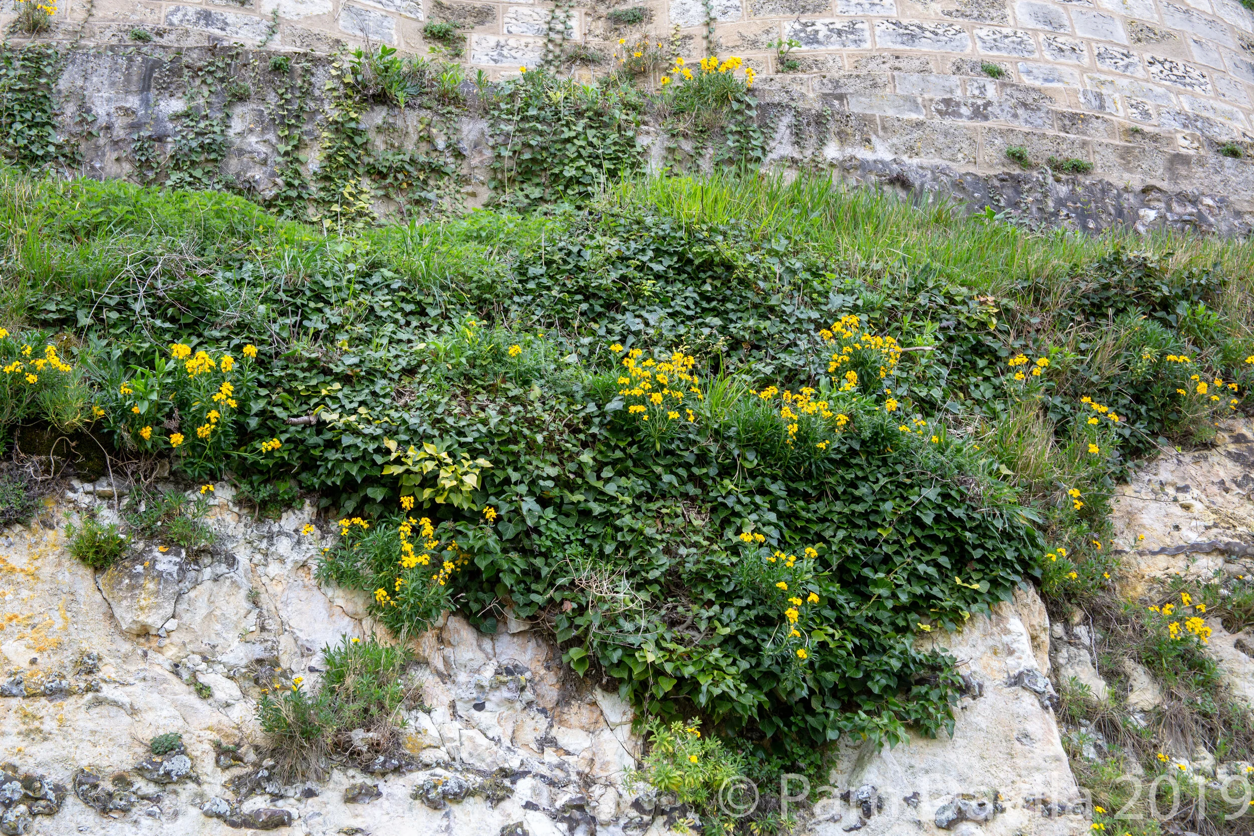 Growth on the stone wall of the path to Chateau