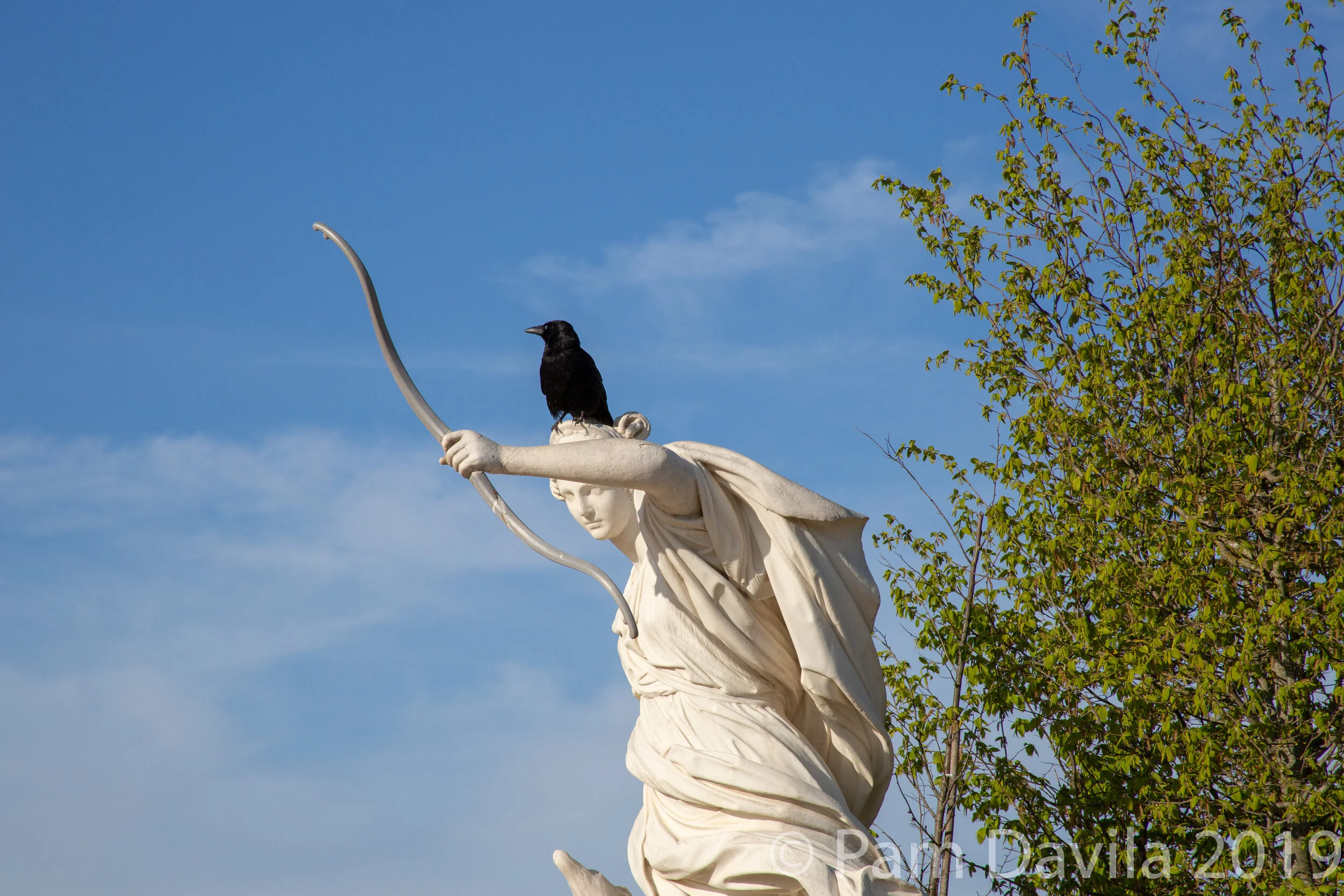 Crow