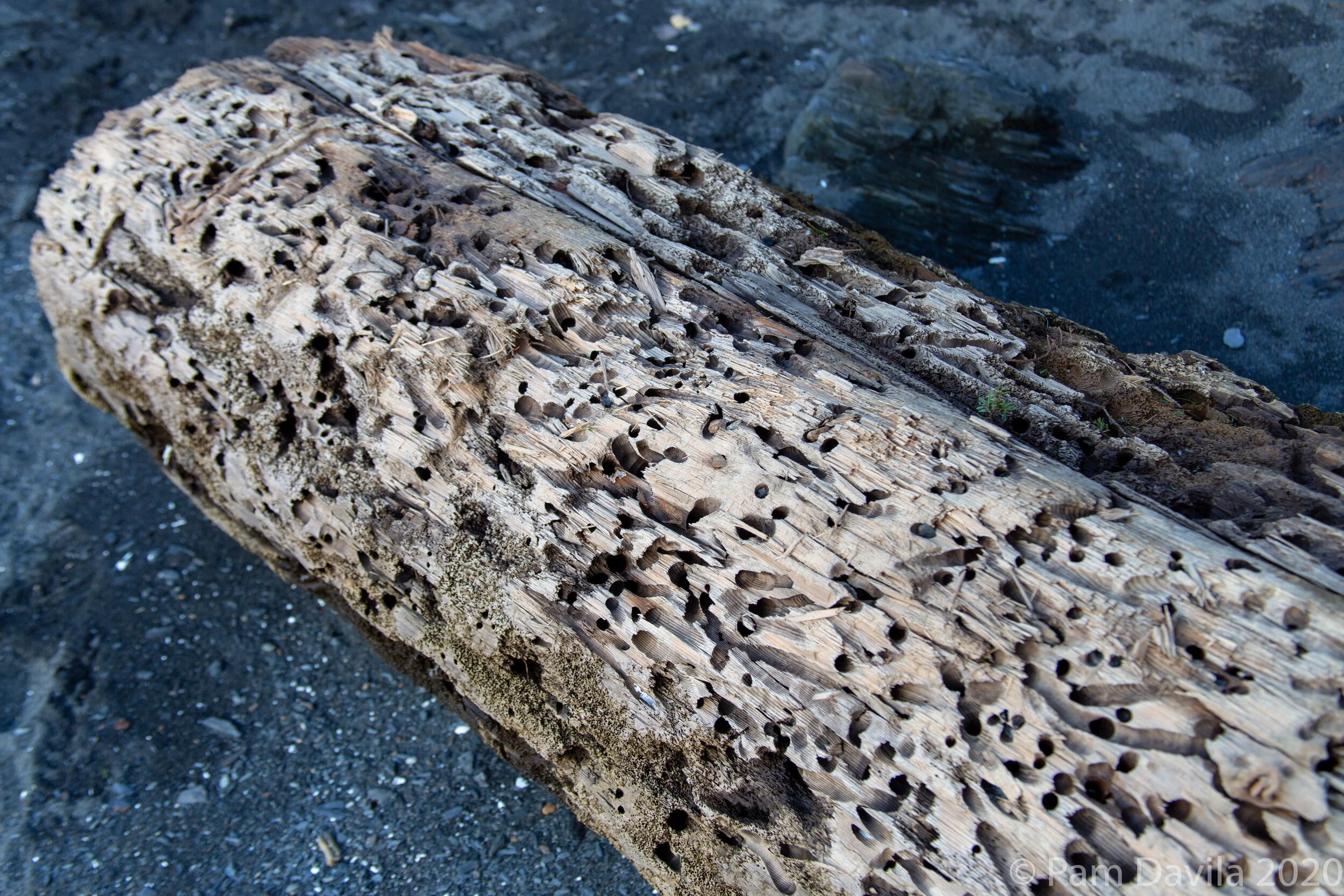 Timber wood on Sunset Beach