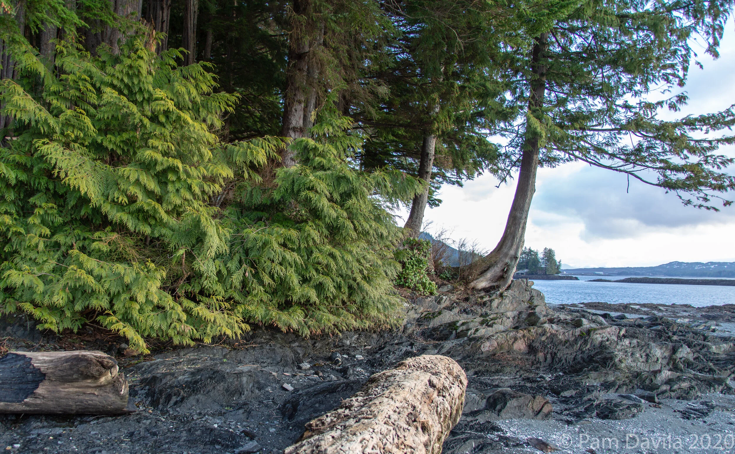 Sitka Spruce on Sunset Beach