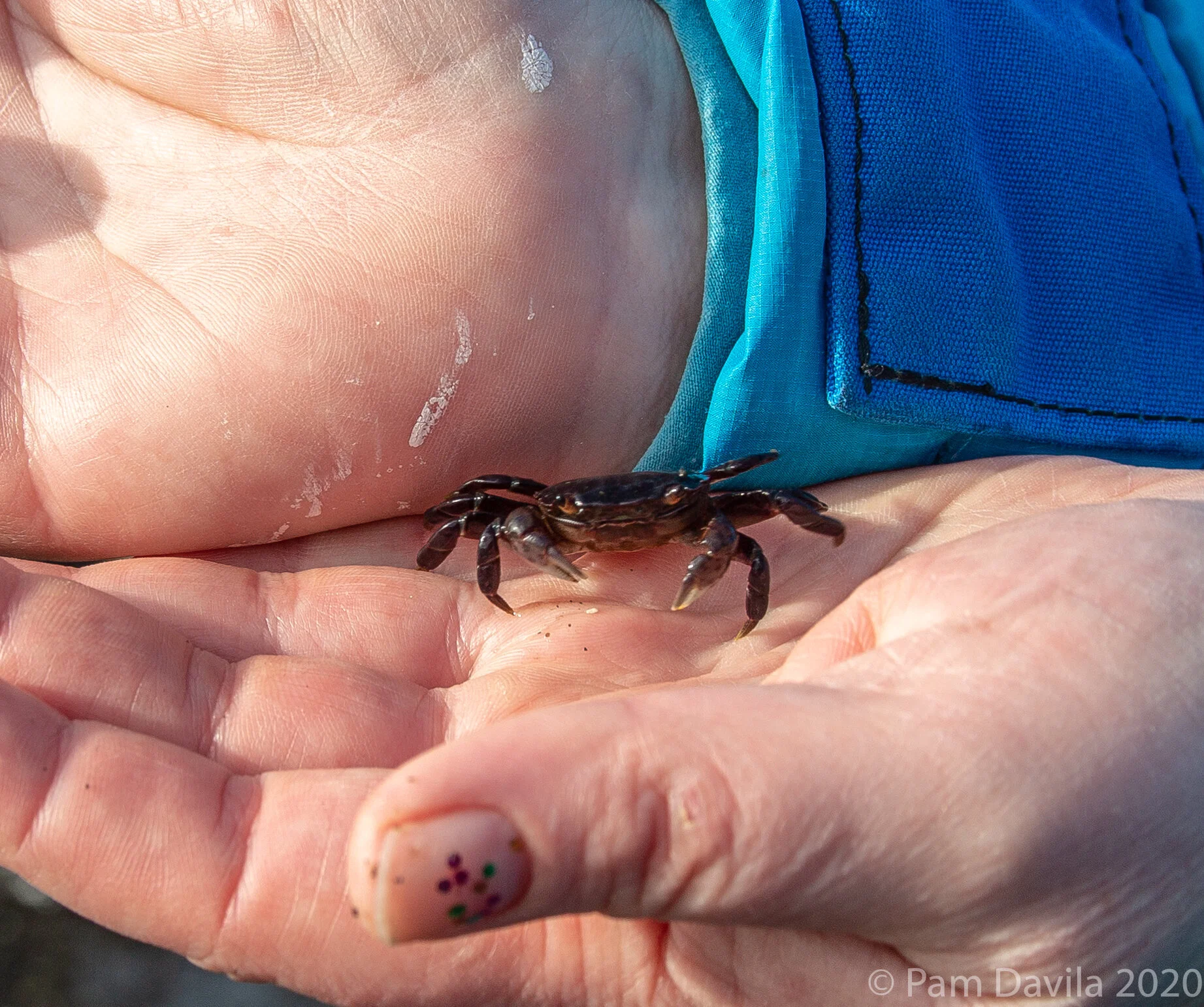 Crab