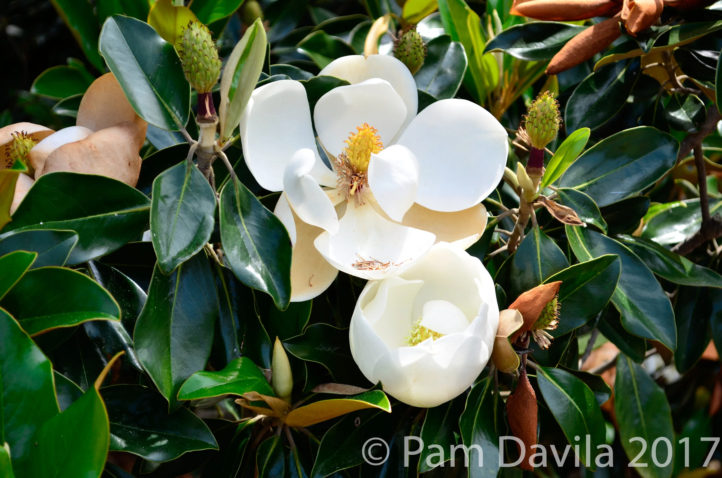 Magnolia blossom
