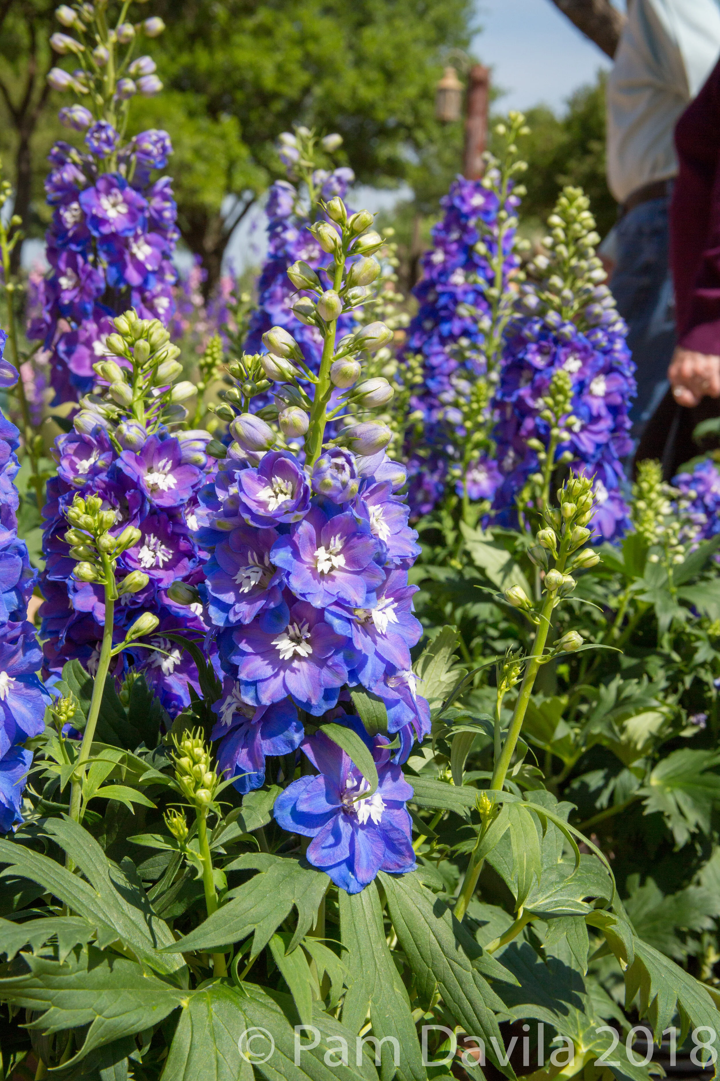 Snapdragons