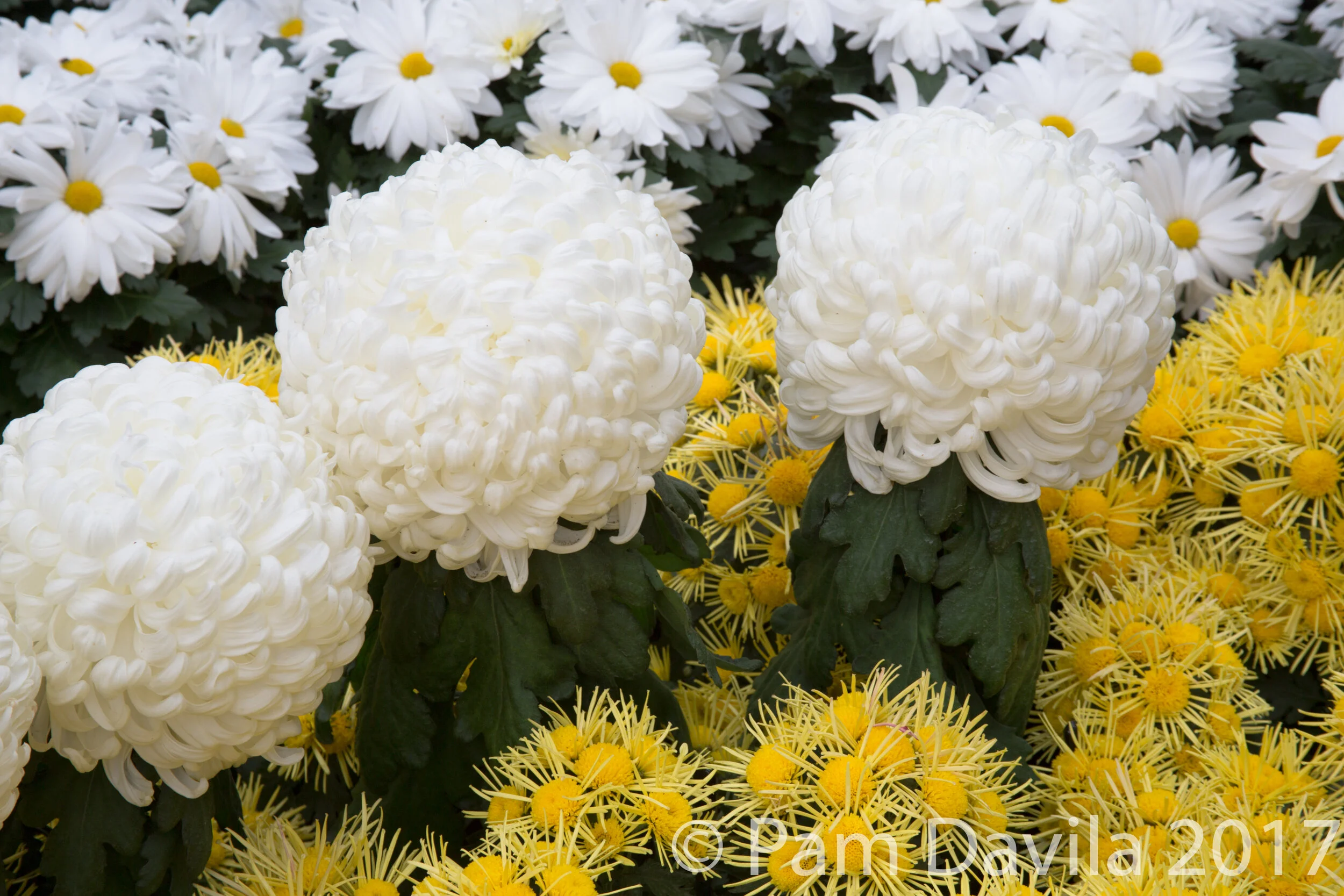  Longwood Gardens, Kennett Square, PA - 2017 