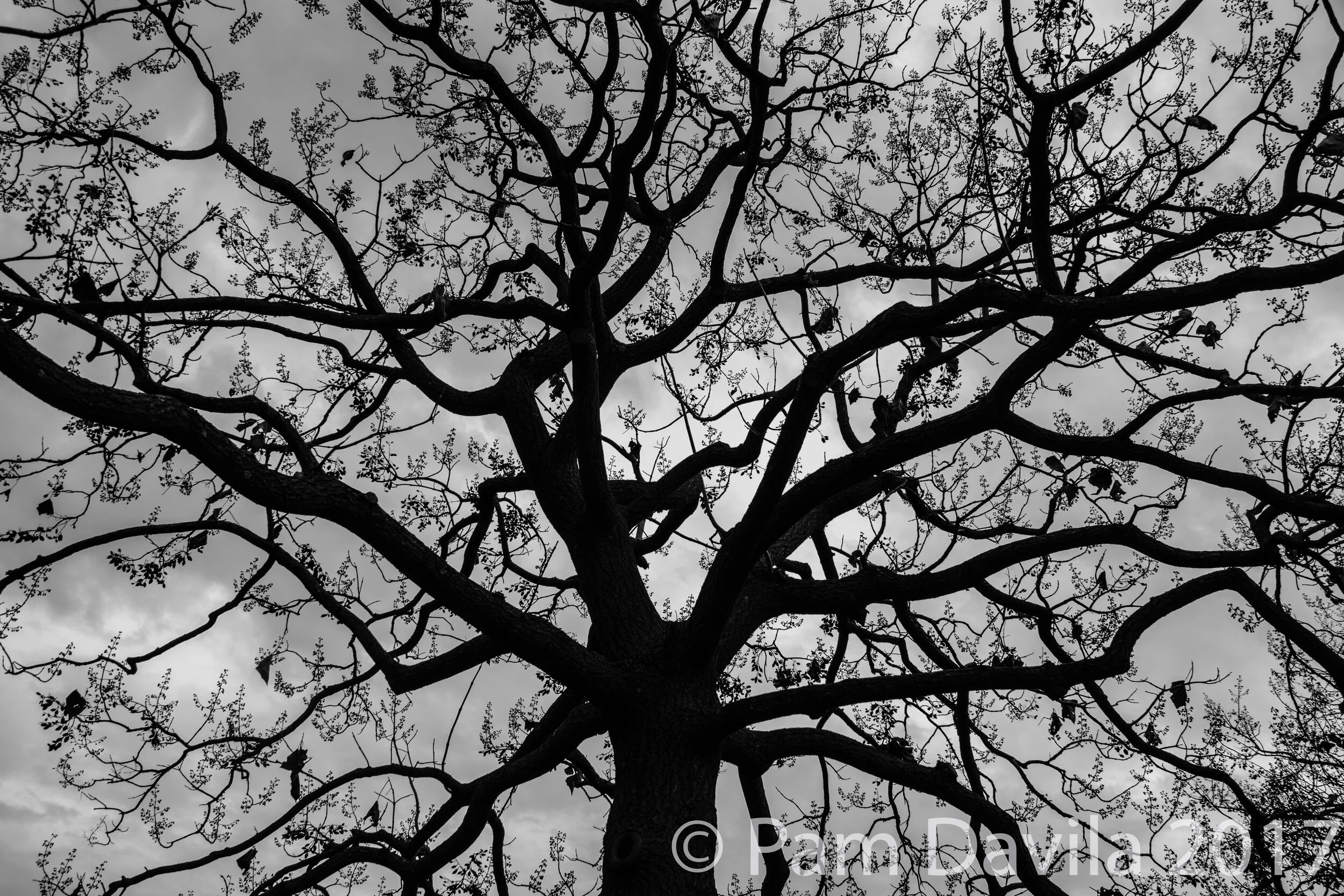  Longwood Gardens, Kennett Square, PA - 2017 